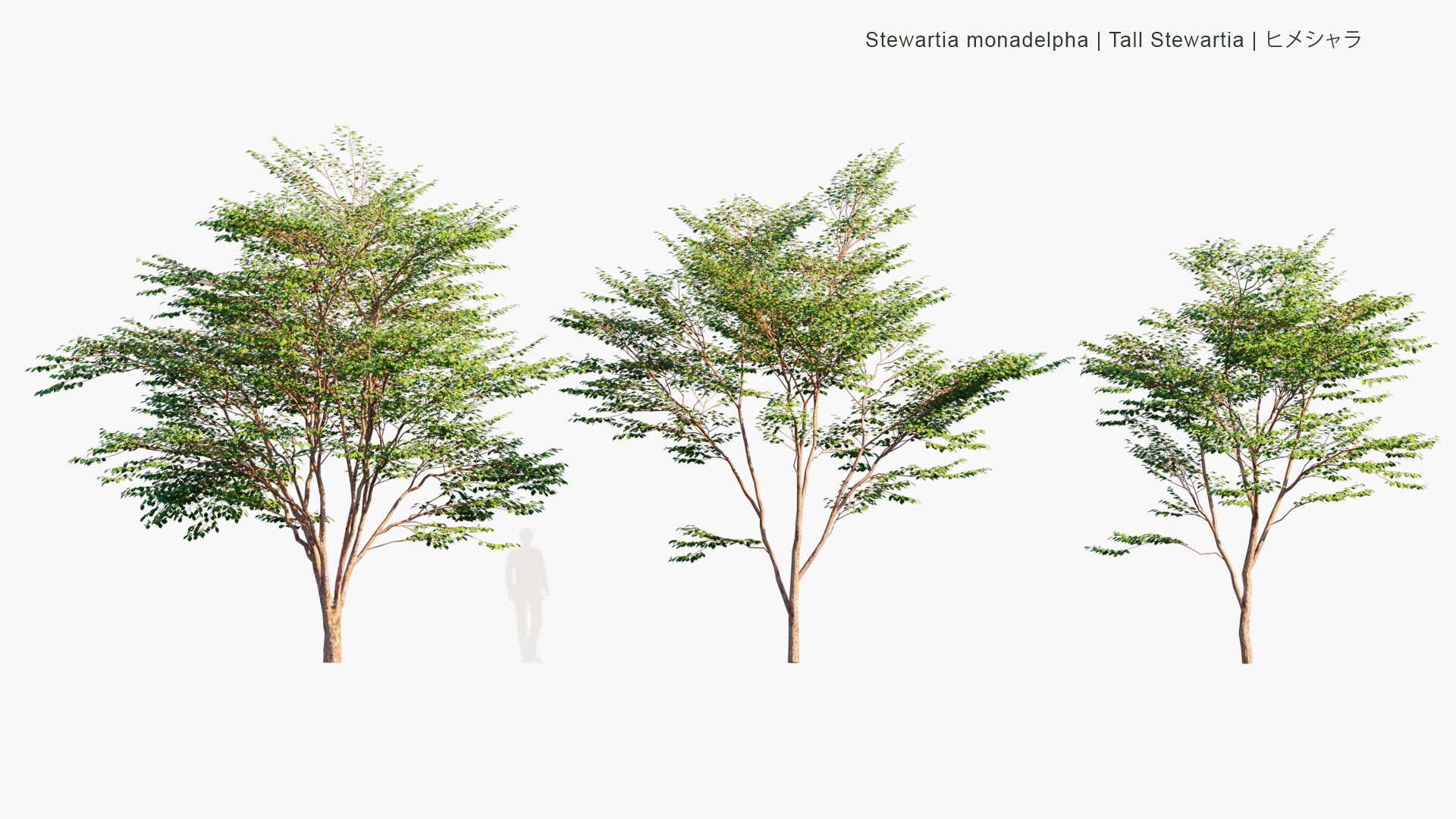 Low Poly Stewartia Monadelpha - Tall Steartia, ヒメシャラ (3D Model)
