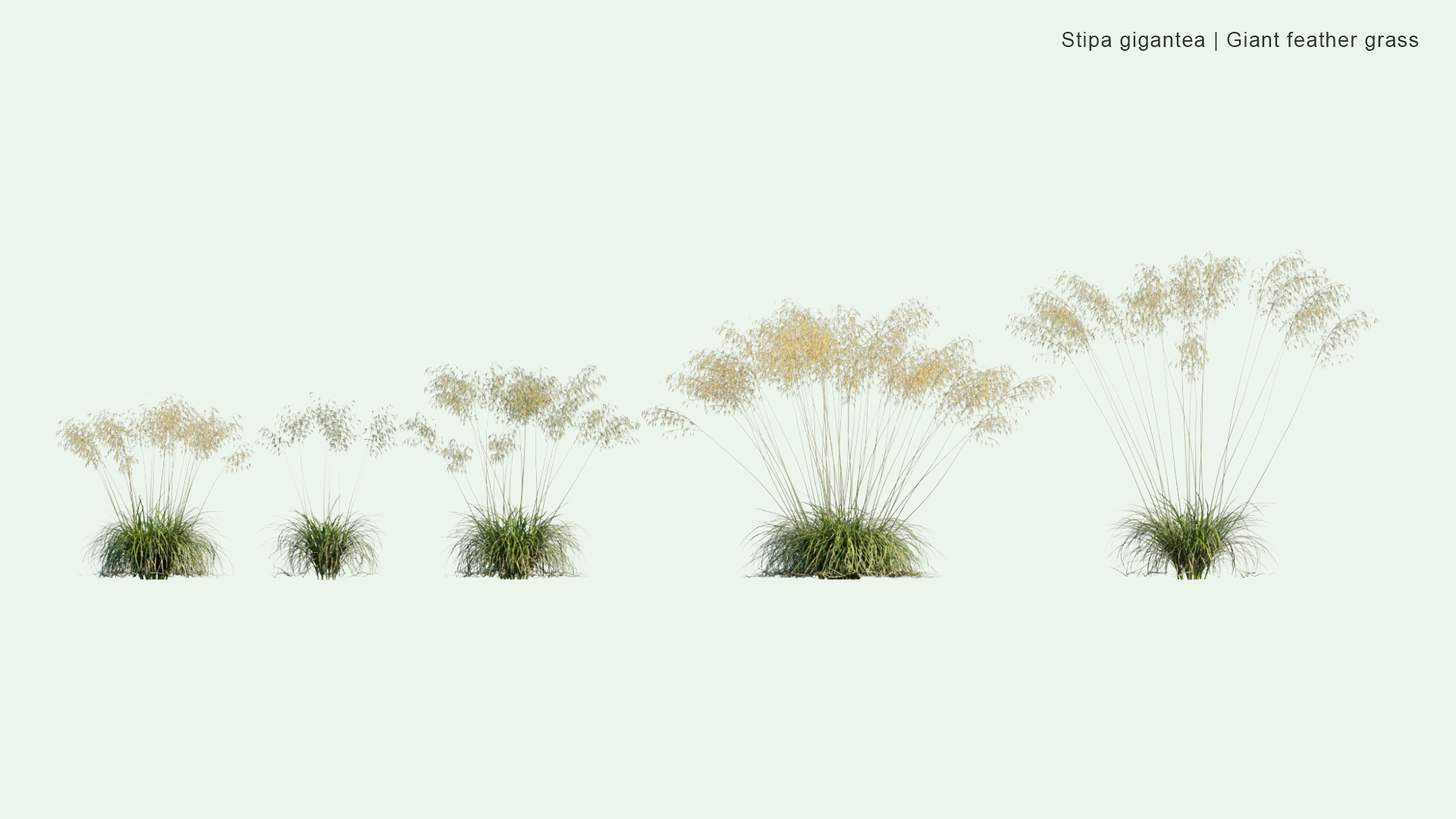 2D Stipa Gigantea - Giant Feather Grass, Giant Needle Grass, Golden Oats