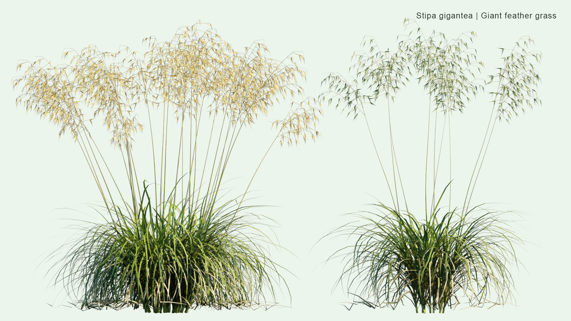 2D Stipa Gigantea - Giant Feather Grass, Giant Needle Grass, Golden Oats