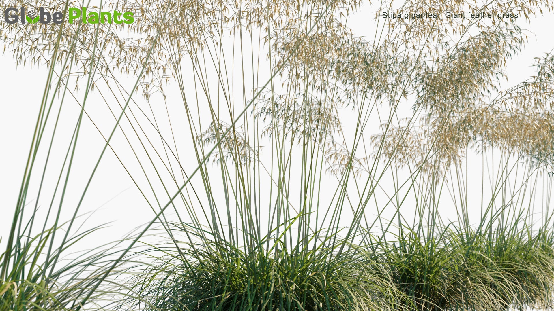 Low Poly Stipa Gigantea - Giant Feather Grass, Giant Needle Grass, Golden Oats (3D Model)