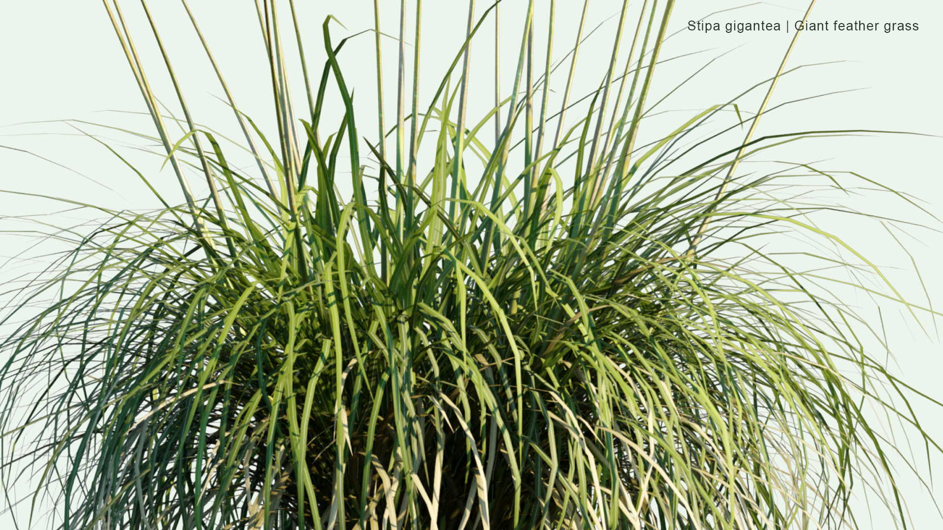 2D Stipa Gigantea - Giant Feather Grass, Giant Needle Grass, Golden Oats