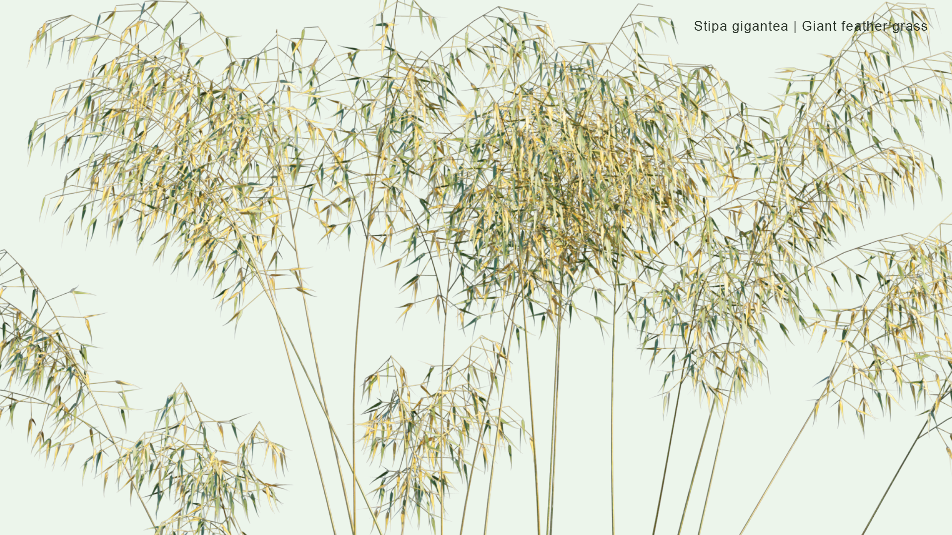 2D Stipa Gigantea - Giant Feather Grass, Giant Needle Grass, Golden Oats