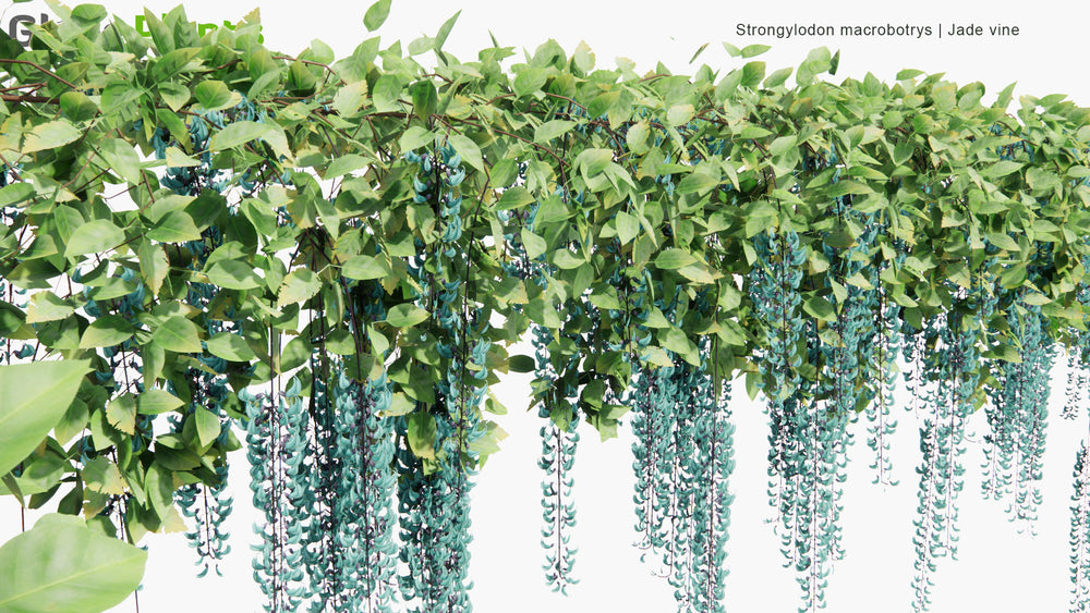 Low Poly Strongylodon Macrobotrys Jade Vine, Emerald vine, Turquoise Jade Vine