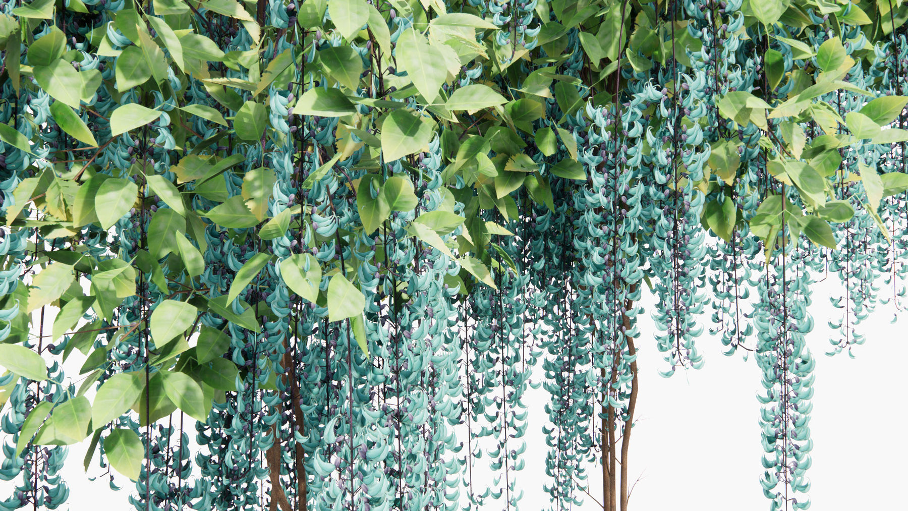 Low Poly Strongylodon Macrobotrys Jade Vine, Emerald vine