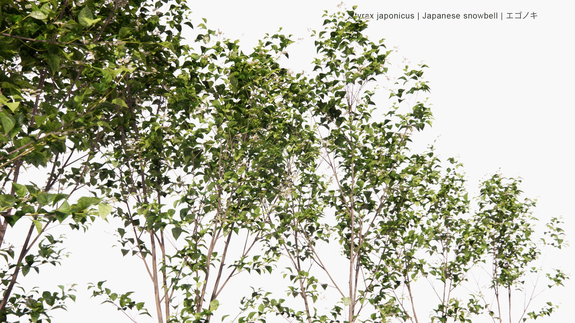 Low Poly Styrax Japonicus - Japanese Snowbell, エゴノキ (3D Model)