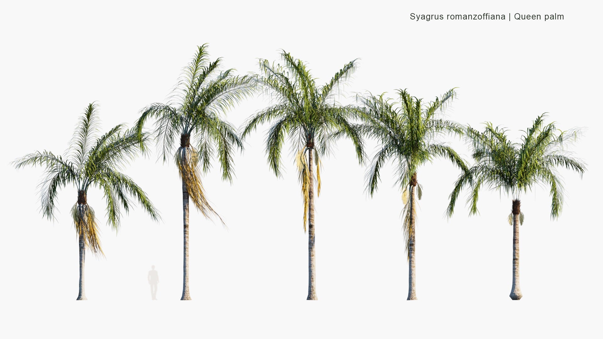 Low Poly Syagrus Romanzoffiana - Queen Palm, Cocos Palm (3D Model)