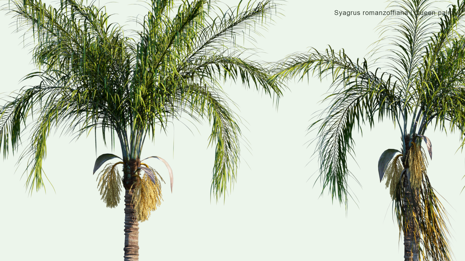 2D Syagrus Romanzoffiana - Queen Palm, Cocos Palm
