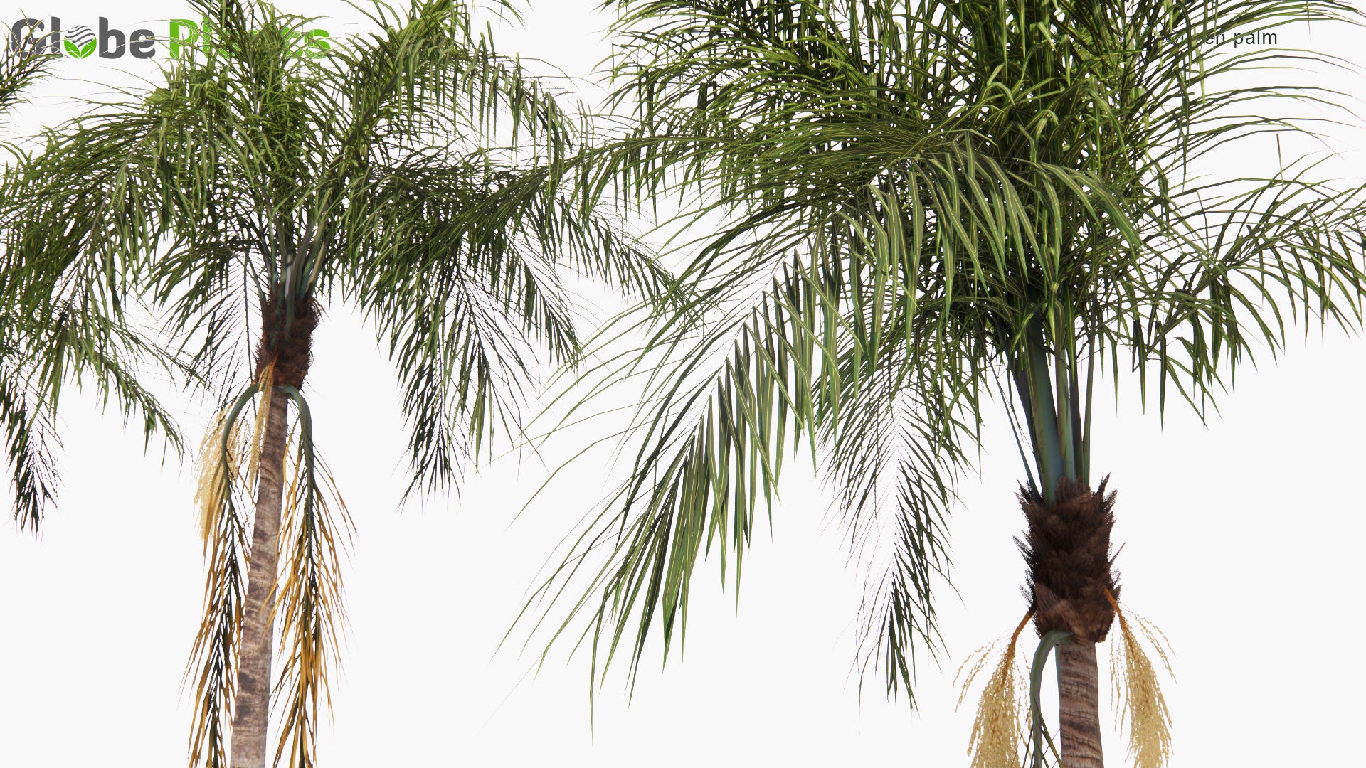 Low Poly Syagrus Romanzoffiana - Queen Palm, Cocos Palm (3D Model)