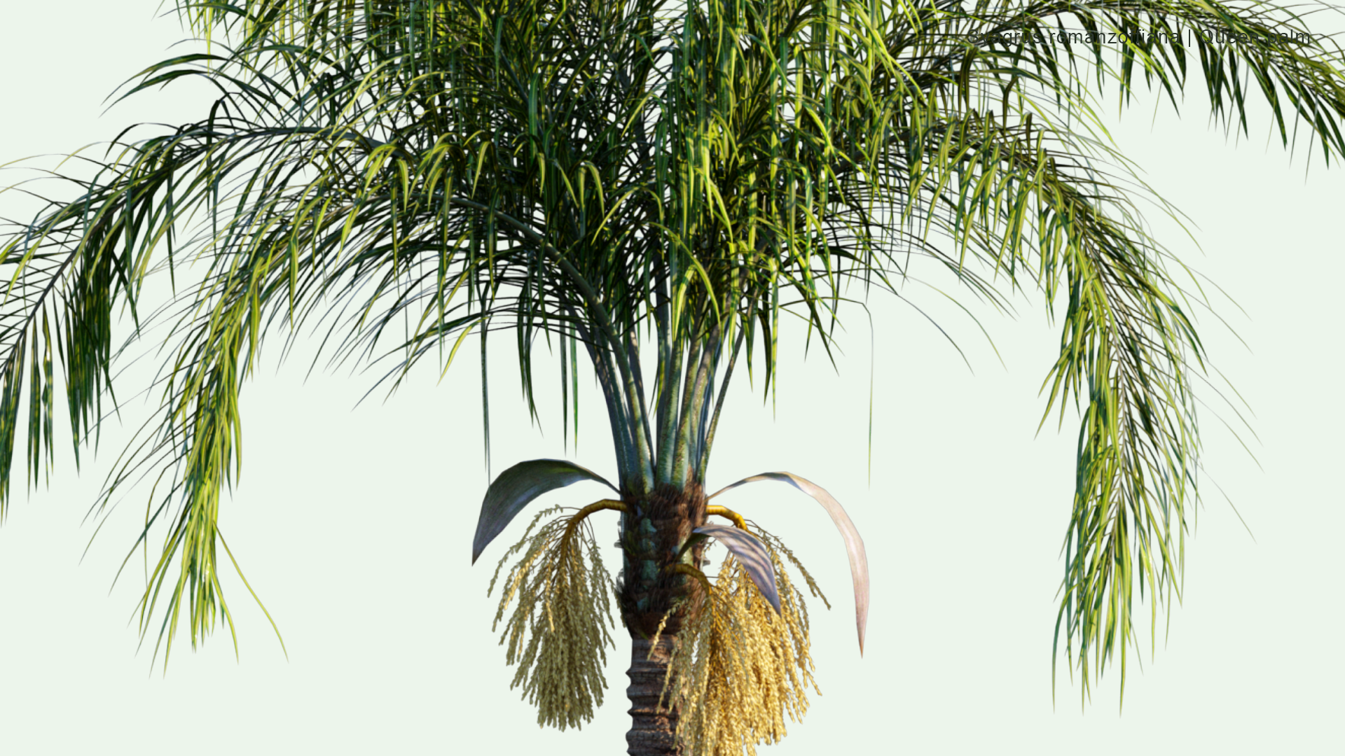 2D Syagrus Romanzoffiana - Queen Palm, Cocos Palm