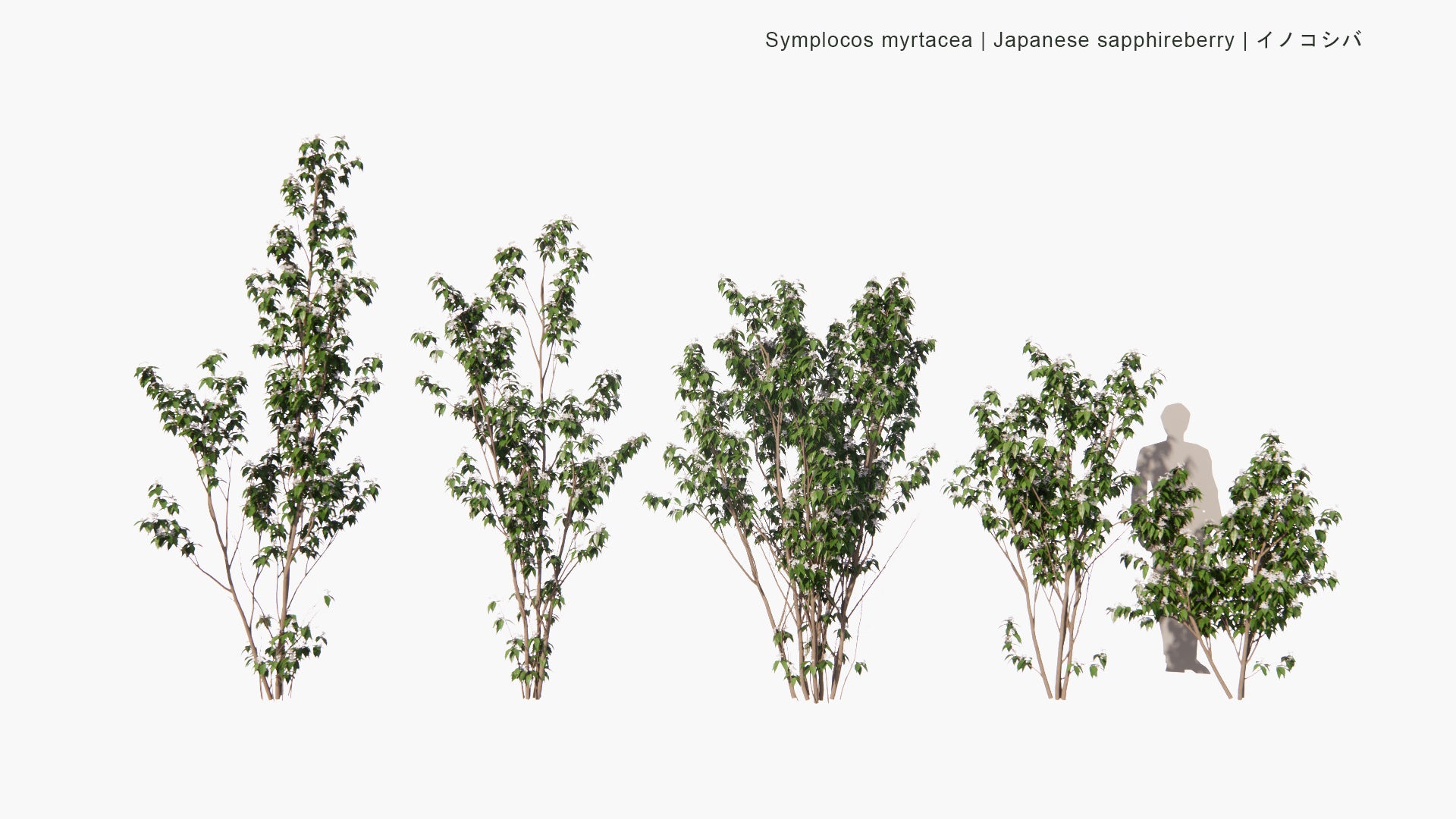 Low Poly Symplocos Myrtacea - Japanese Sapphireberry, イノコシバ (3D Model)