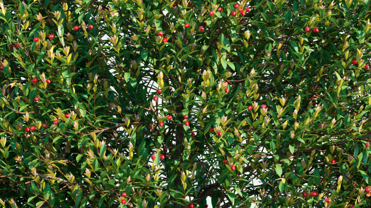 Pinnacle Tree Pinnacle Syzygium Narrow Hedge
