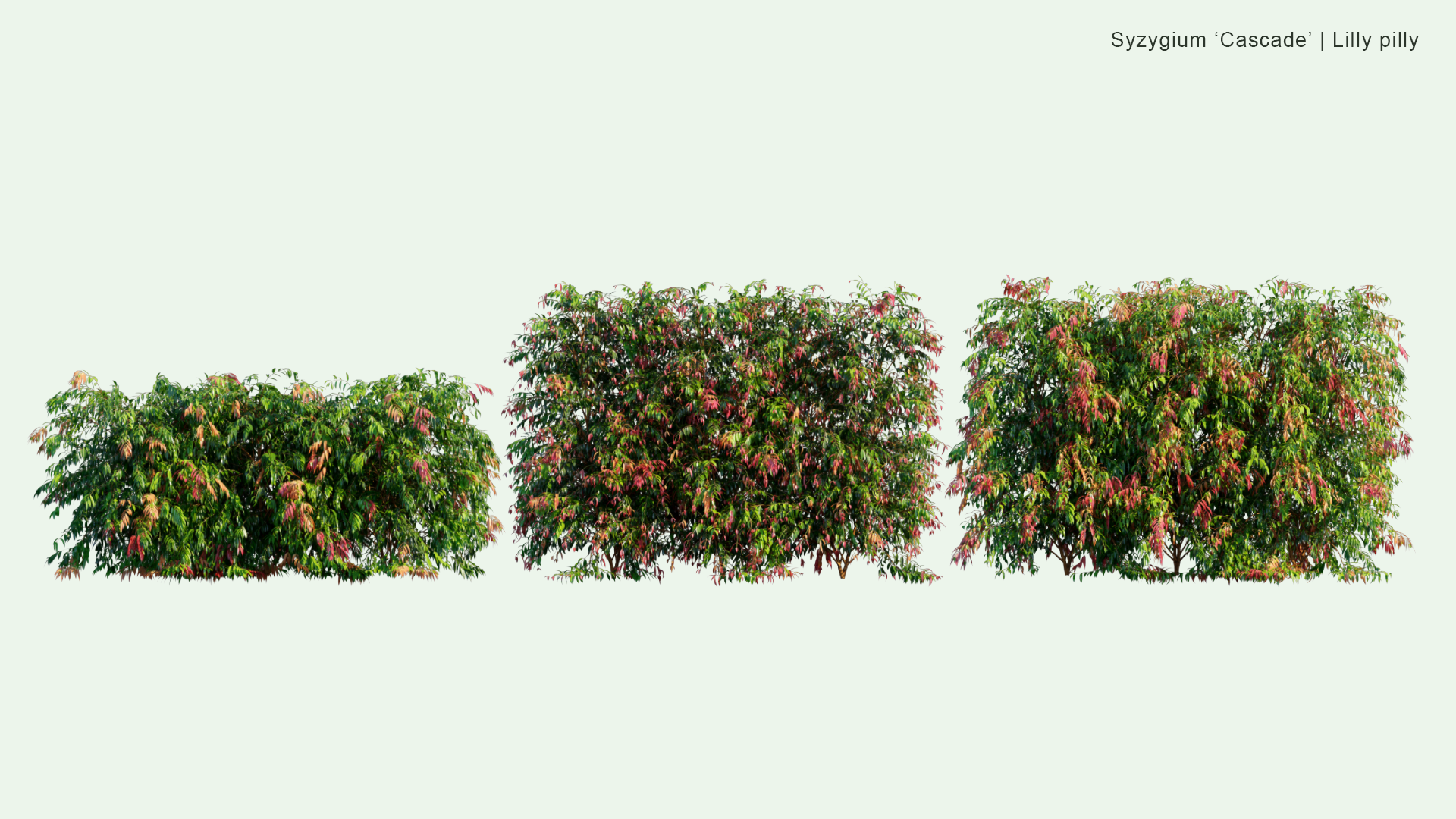 2D Syzygium 'Cascade' - Lilly Pilly