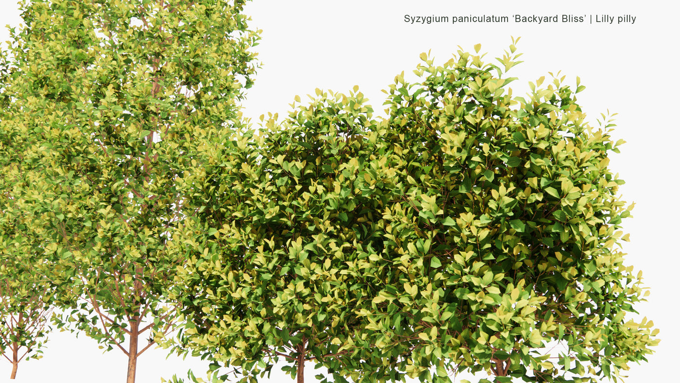 Low Poly | 3D Syzygium Paniculatum 'Backyard Bliss' (Lilly Pilly)