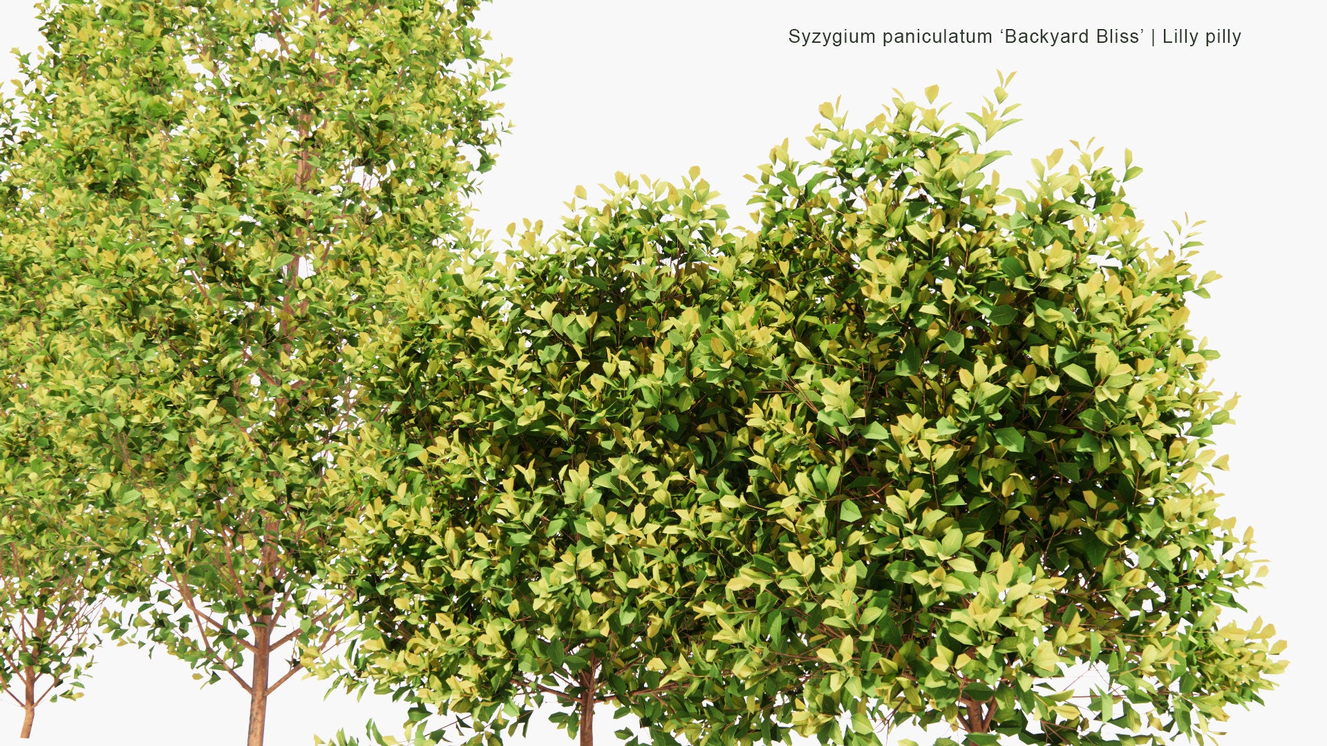 Low Poly Syzygium Paniculatum 'Backyard Bliss' - Lilly Pilly (3D Model)