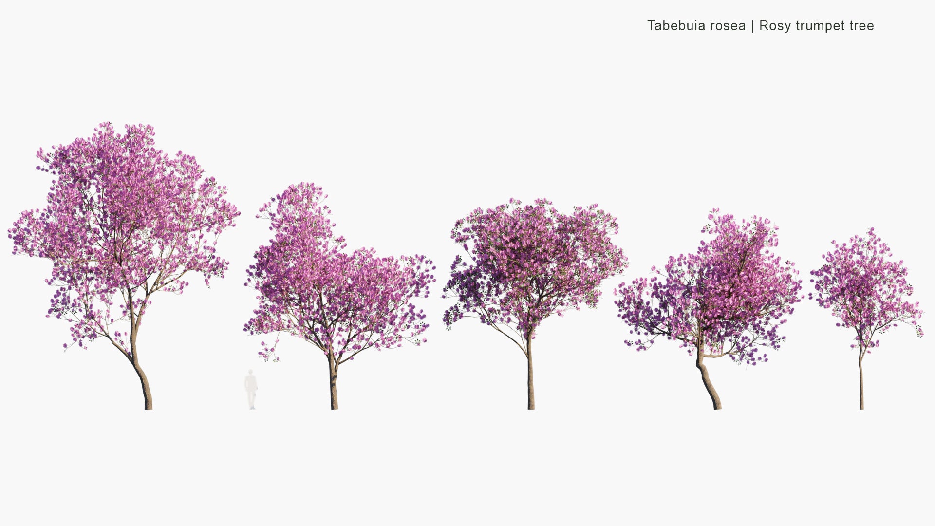 Low Poly Tabebuia Rosea - Pink Poui, Rosy Trumpet Tree, Roble de Sabana, Tekoma, Maquilíshuat (3D Model)