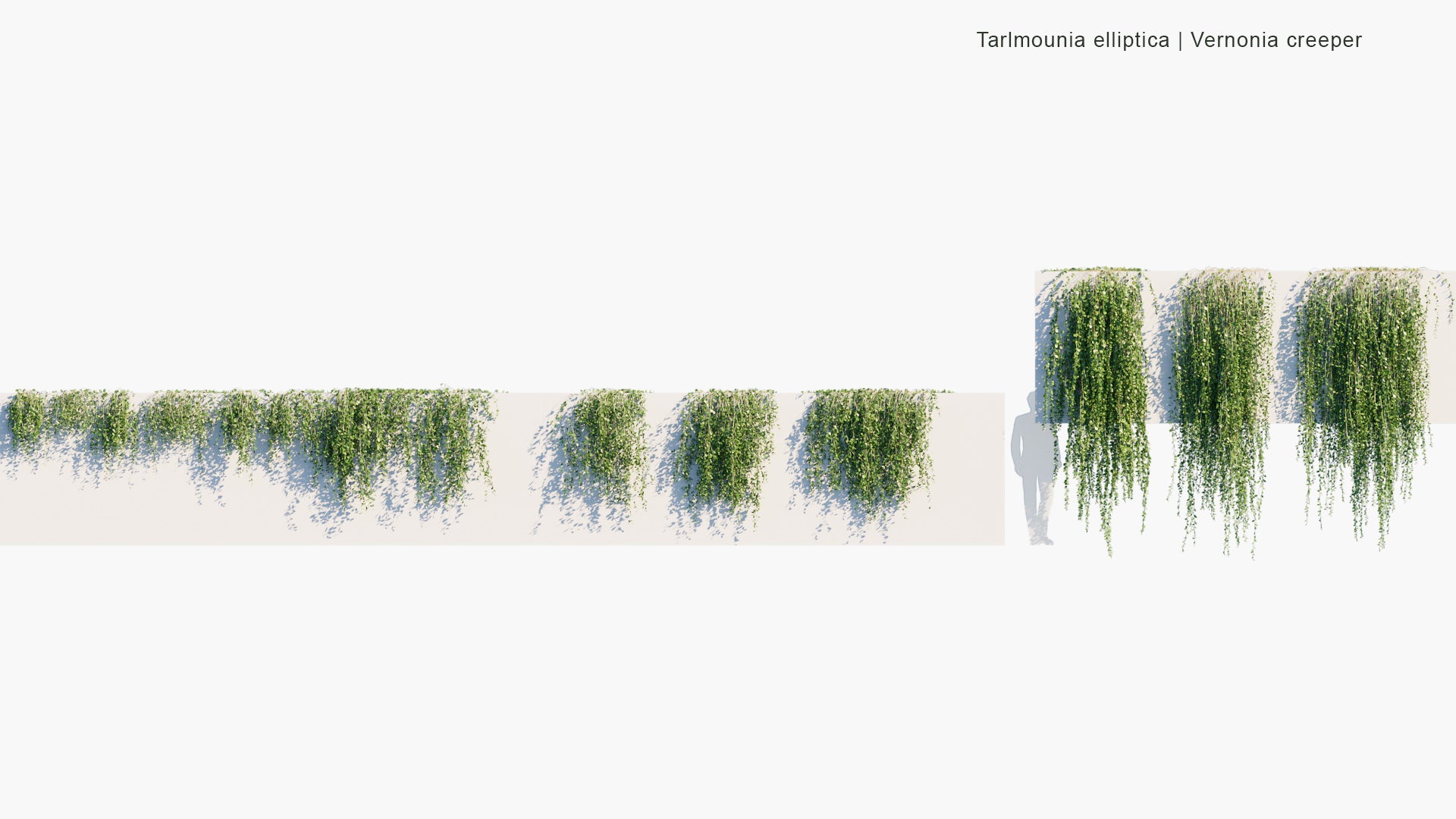 Low Poly Tarlmounia Elliptica - Vernonia Creeper, Curtain Creeper, Parda Bel (3D Model)
