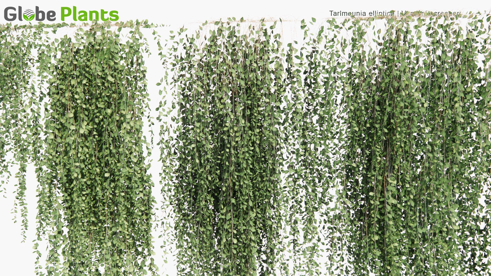 Low Poly Tarlmounia Elliptica - Vernonia Creeper, Curtain Creeper, Parda Bel (3D Model)
