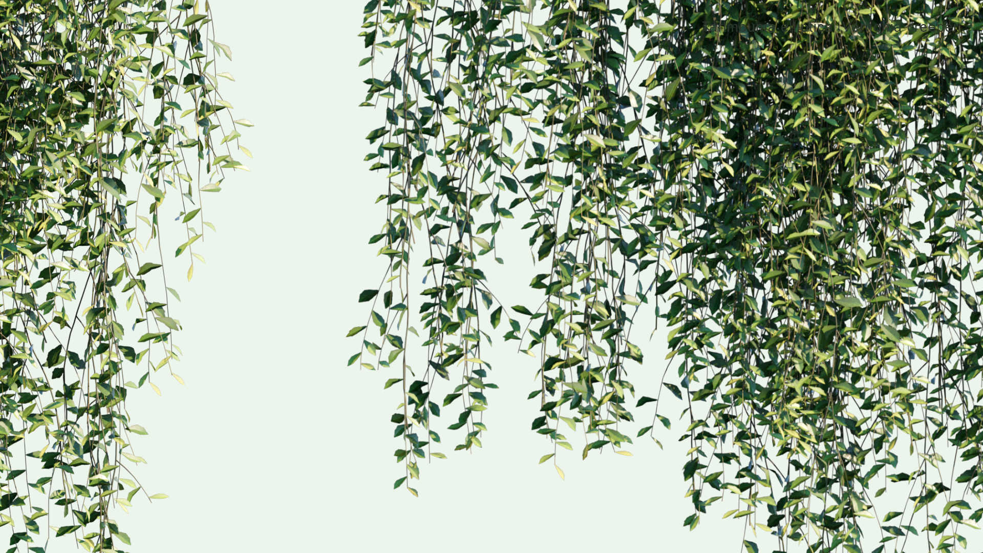 2D Tarlmounia Elliptica - Vernonia Creeper, Curtain Creeper, Parda Bel
