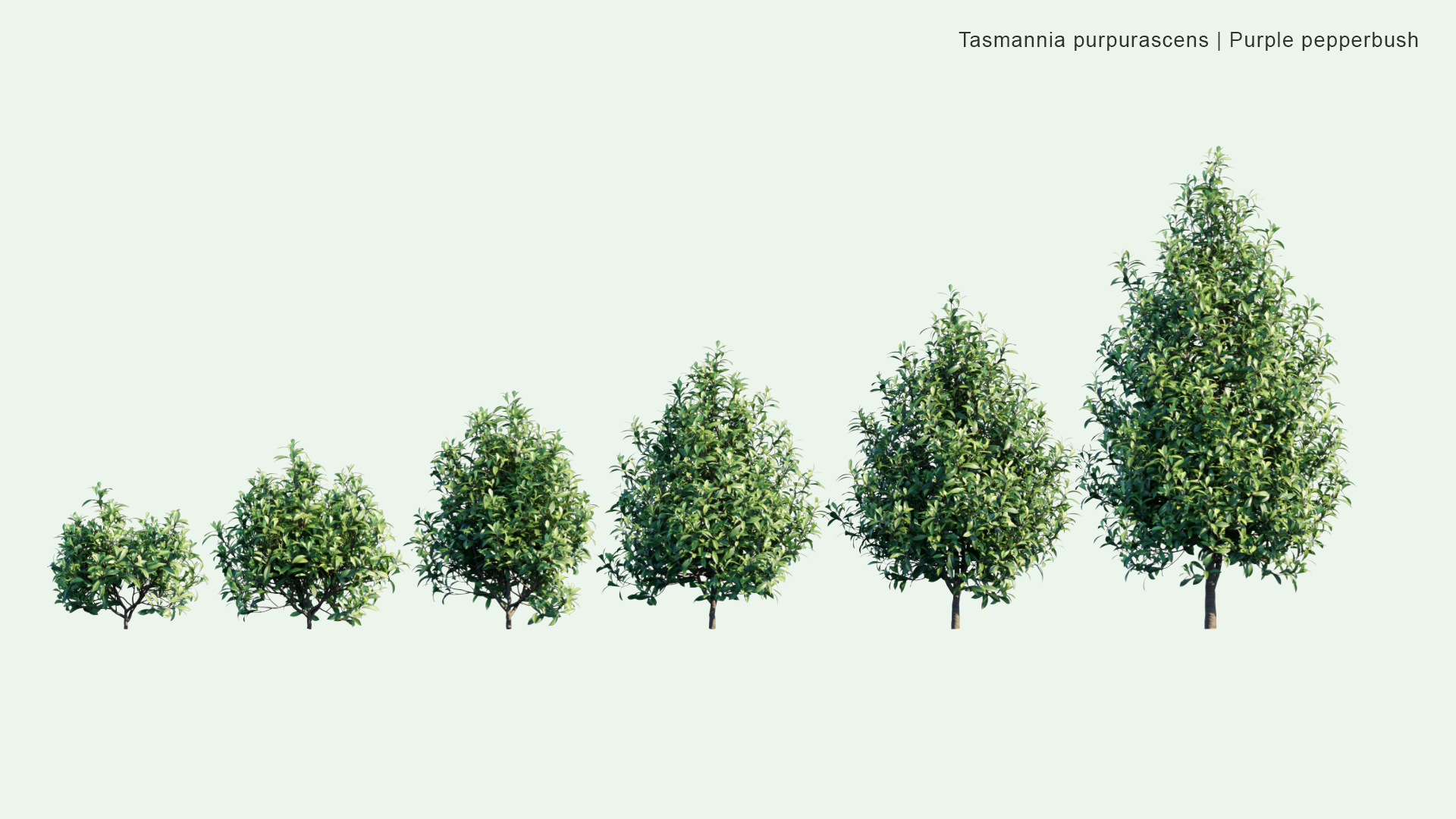 2D Tasmannia Purpurascens - Broad-leaved Pepperbush, Purple Pepperbush