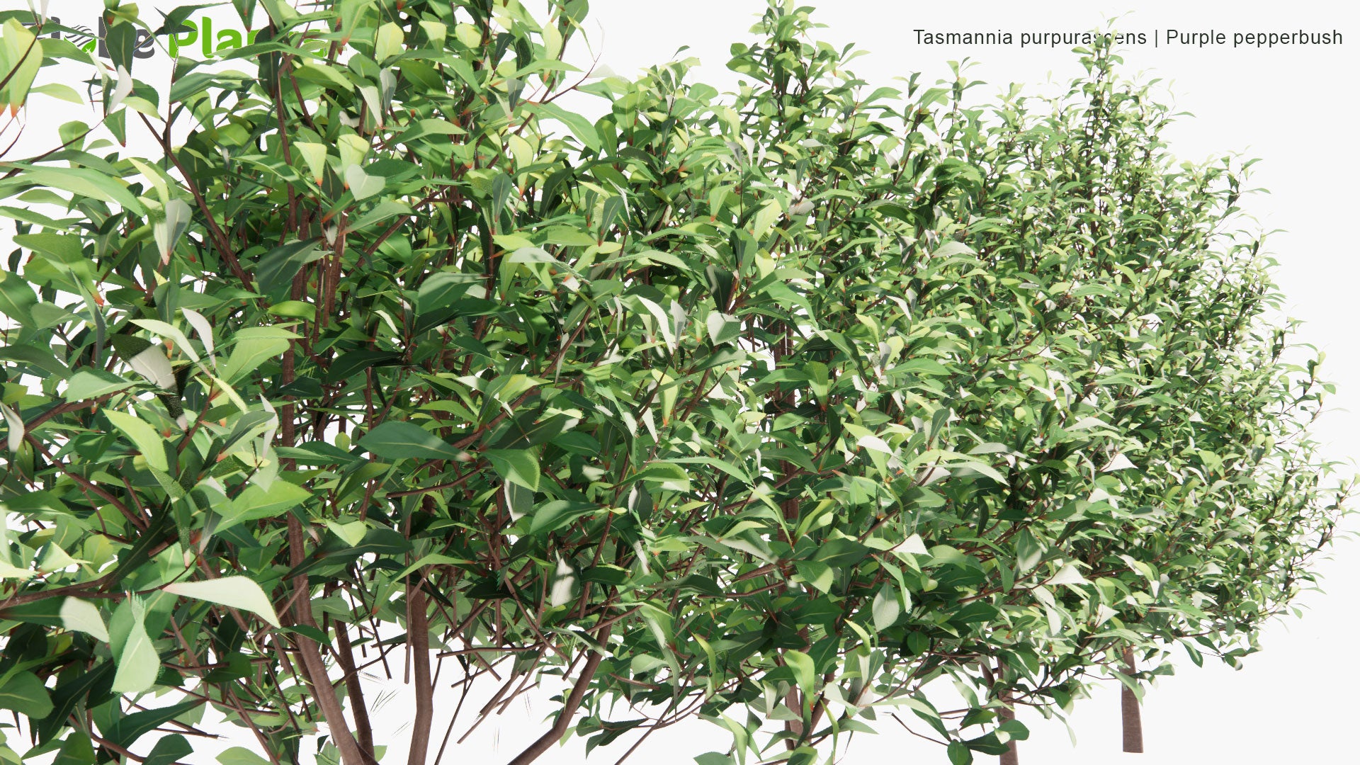 Low Poly Tasmannia Purpurascens - Broad-Leaved Pepperbush, Purple Pepperbush (3D Model)