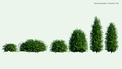 2D Billboards | Bundle 07 - Ornamental Plants & Hedge | Vectorworks | PNG