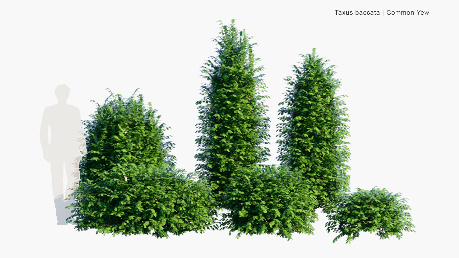 Low Poly Taxus Baccata - Common Yew (3D Model)