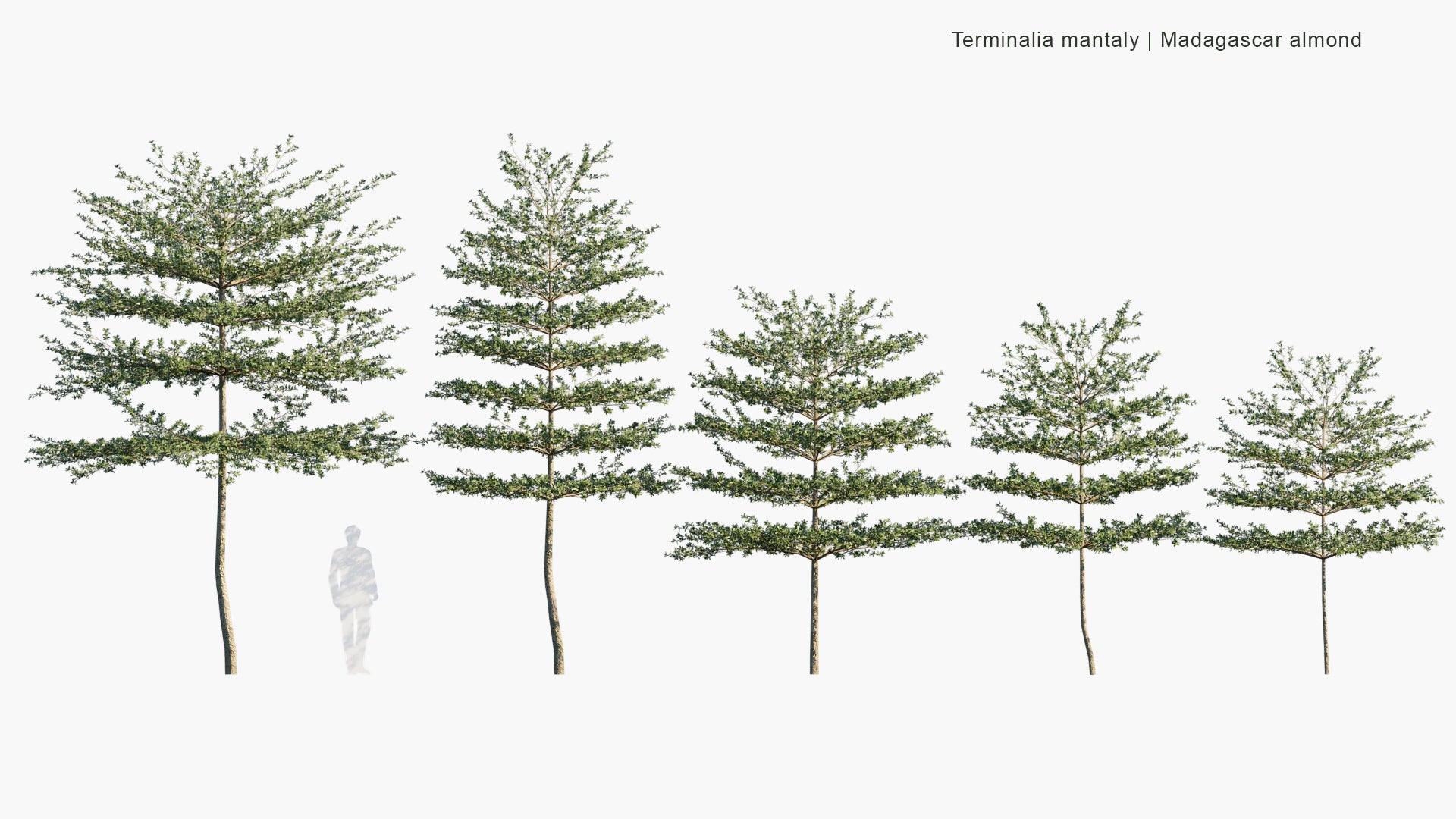 Low Poly Terminalia Mantaly - Madagascar Almond , Umbrella Tree (3D Model)