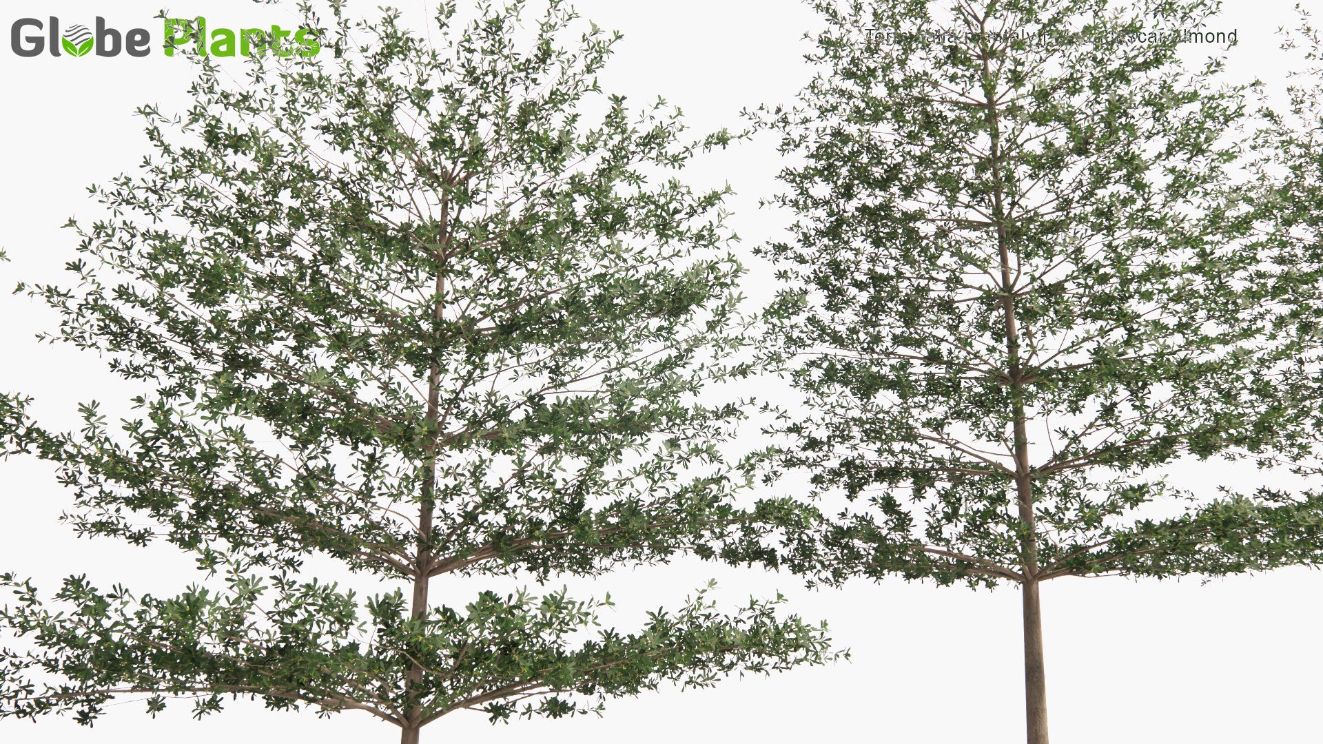 Low Poly Terminalia Mantaly - Madagascar Almond , Umbrella Tree (3D Model)