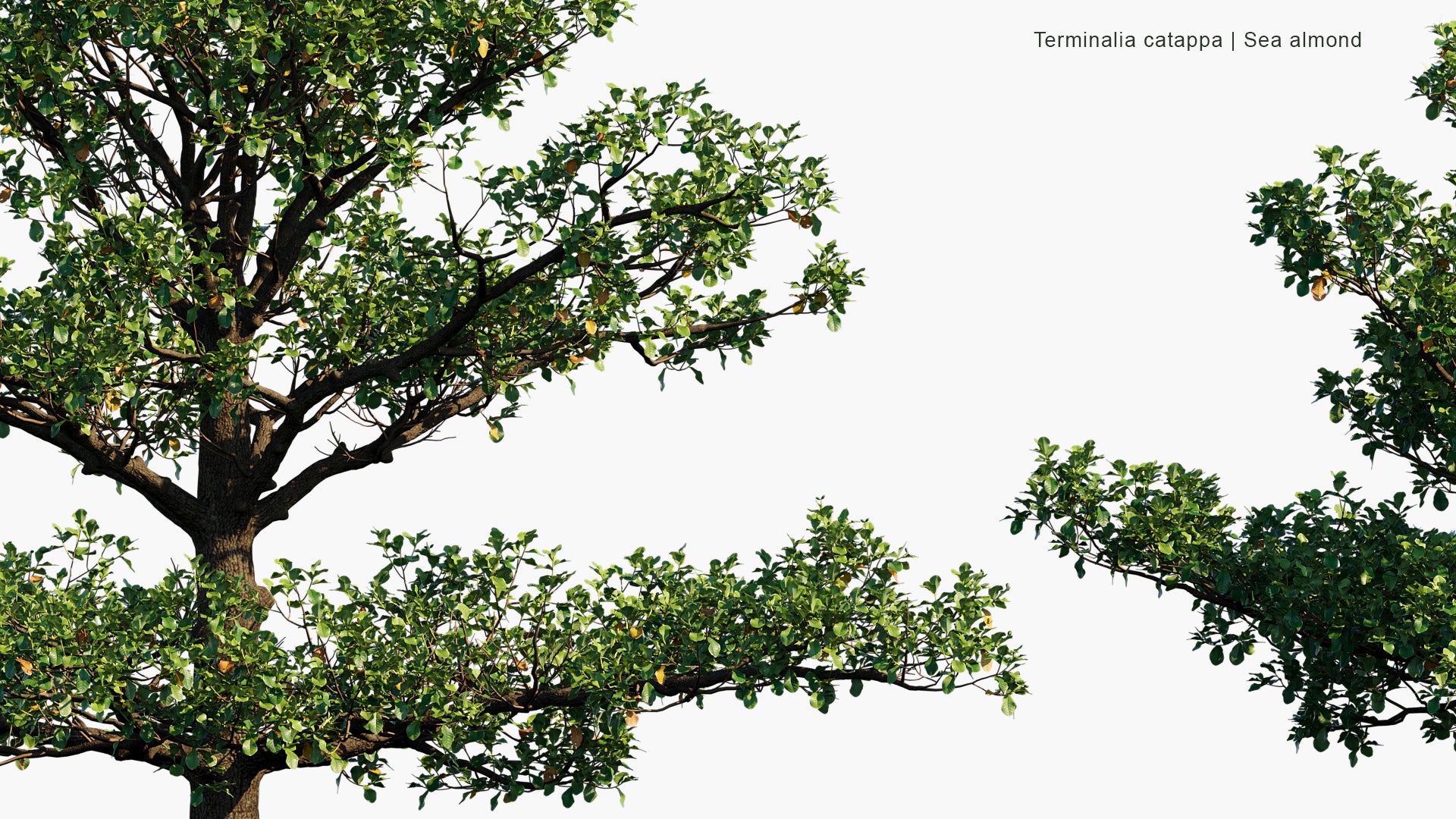 Terminalia Catappa - Country Almond, Indian Almond, Malabar Almond, Sea Almond, Tropical Almond, Beach Almond (3D Model)
