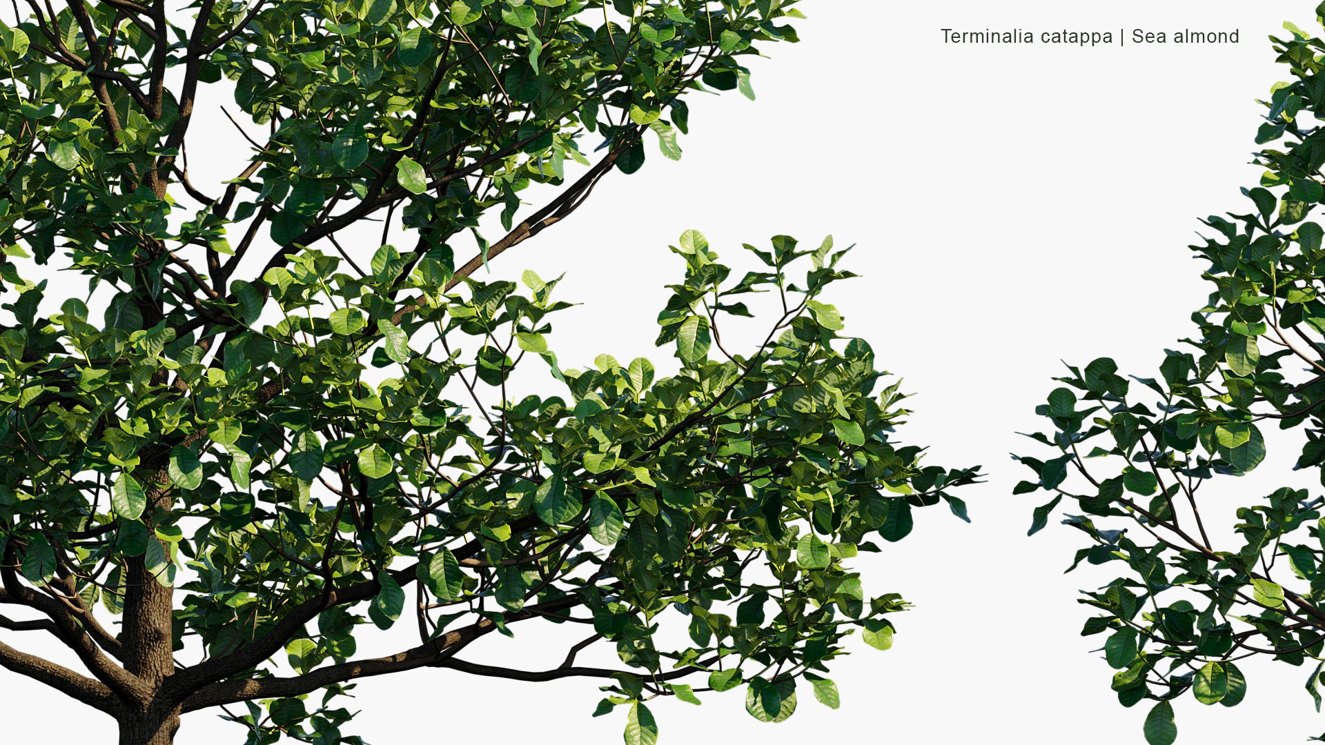 Terminalia Catappa - Country Almond, Indian Almond, Malabar Almond, Sea Almond, Tropical Almond, Beach Almond (3D Model)