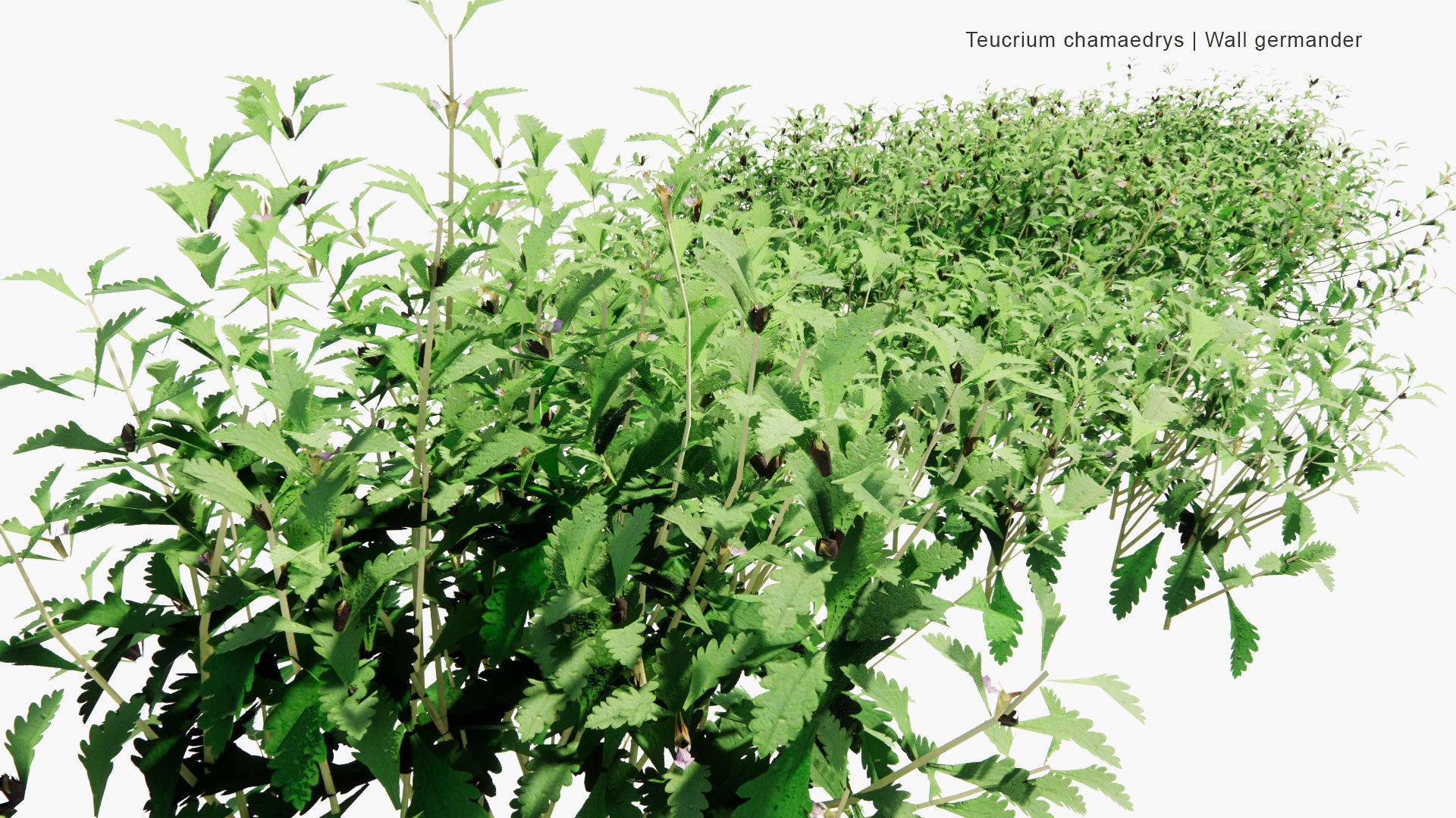 Low Poly Teucrium Chamaedrys - Wall Germander (3D Model)