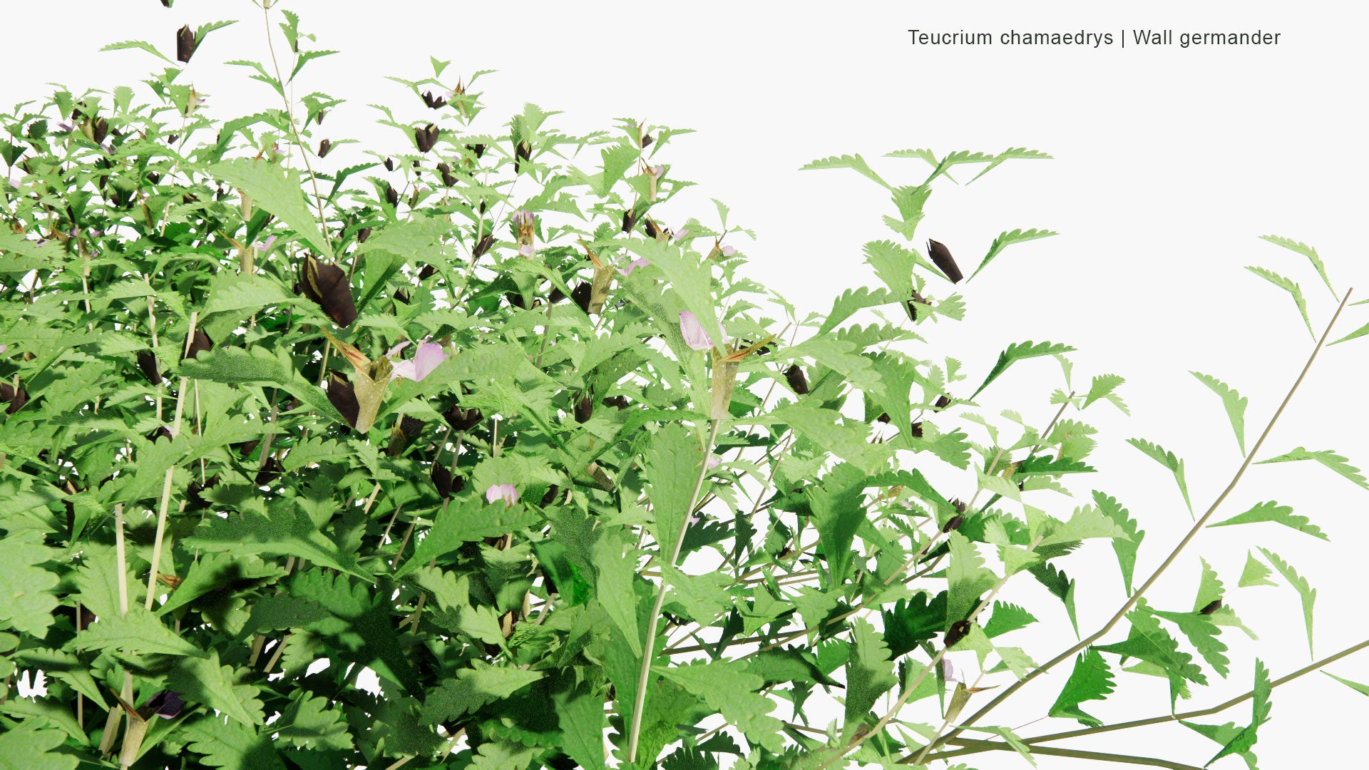 Low Poly Teucrium Chamaedrys - Wall Germander (3D Model)