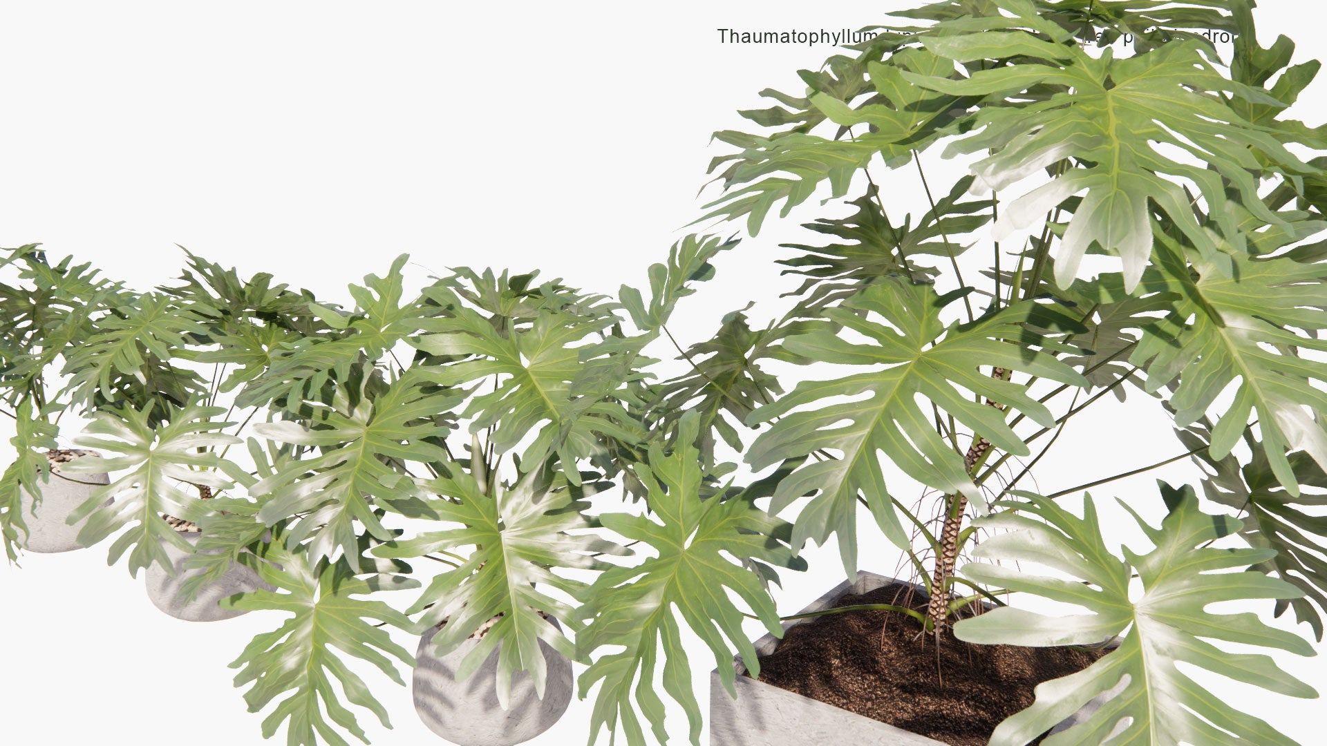 Low Poly Thaumatophyllum Bipinnatifidum - Lacy Tree Philodendron, Selloum, Horsehead Philodendron, Philodendron Bipinnatifidum (3D Model)