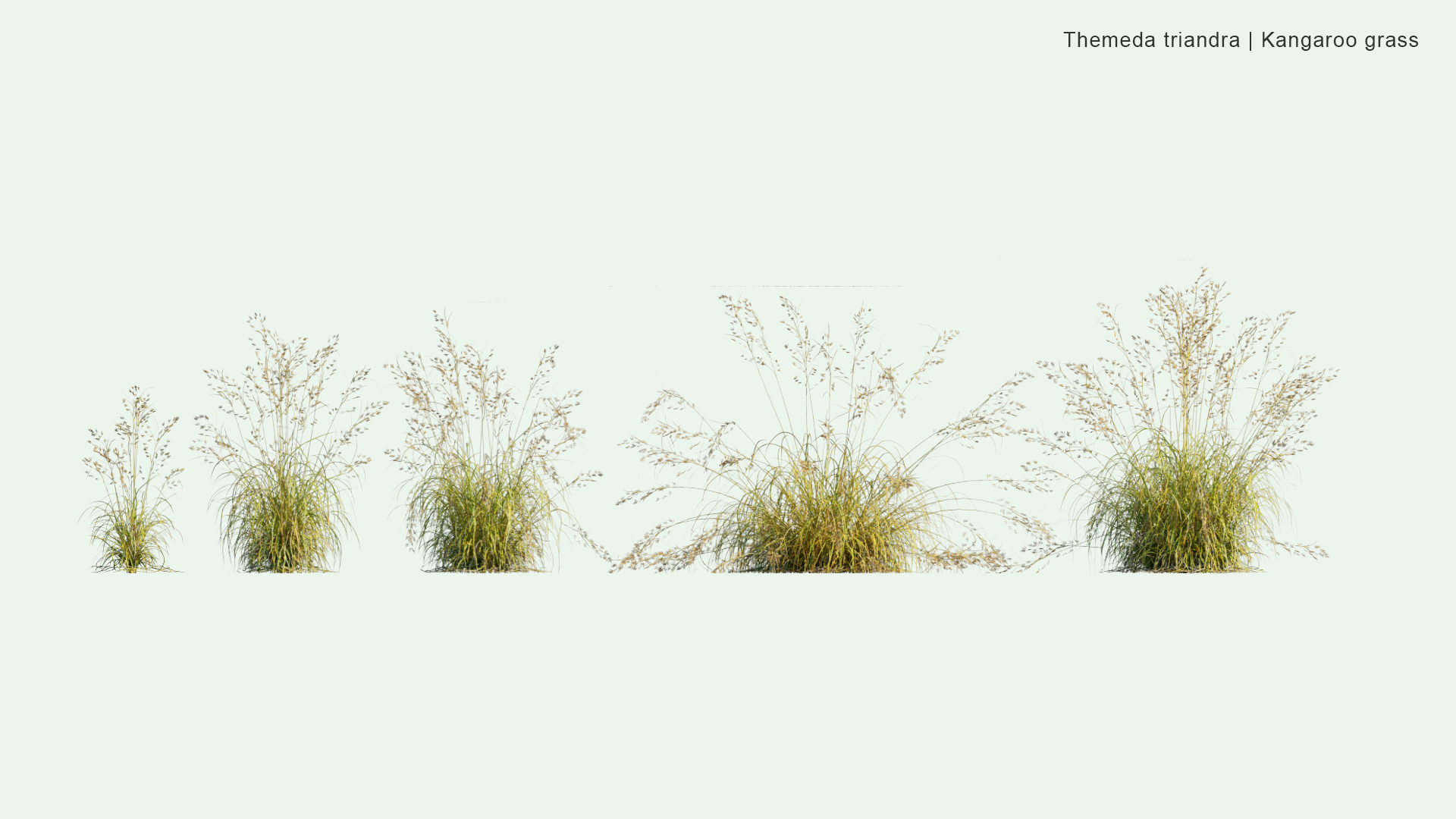 2D Themeda Triandra - Kangaroo Grass, Red Grass, Red Oat Grass, Rooigras