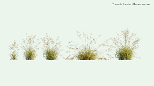 Themeda Triandra 