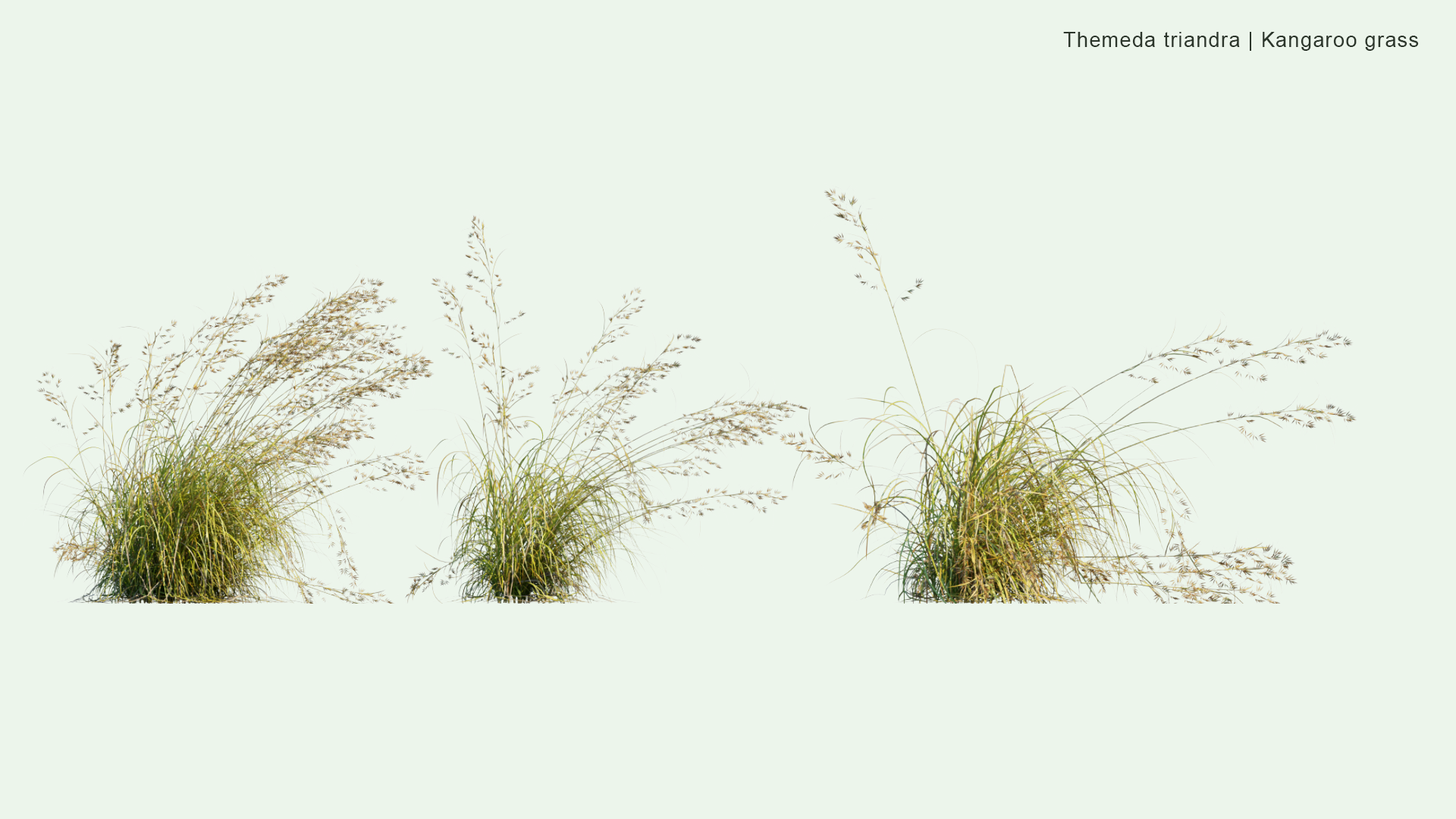 2D Themeda Triandra - Kangaroo Grass, Red Grass, Red Oat Grass, Rooigras