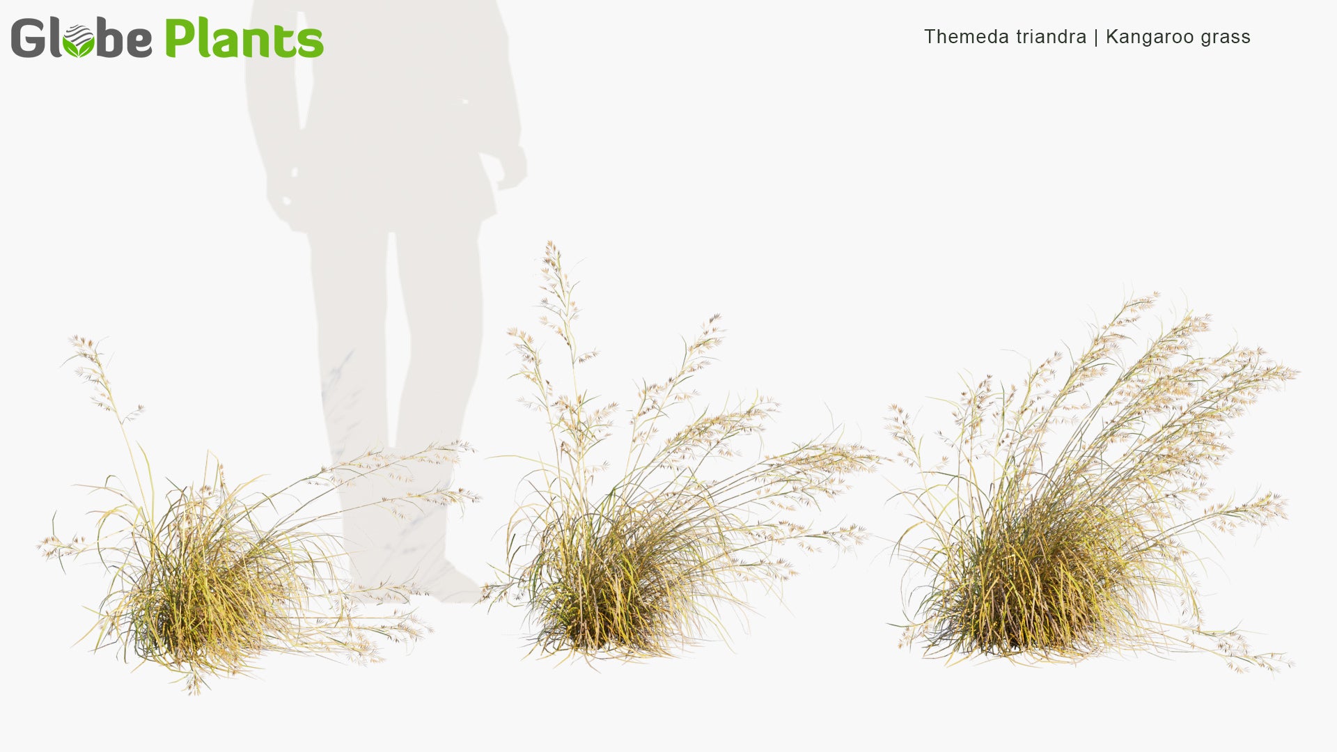 Low Poly Themeda Triandra - Kangaroo Grass, Red Grass, Red Oat Grass, Rooigras (3D Model)