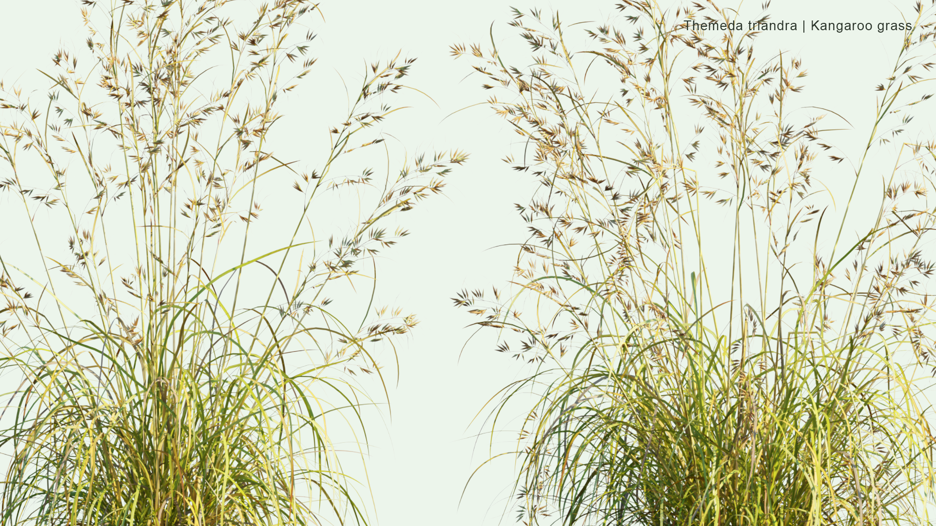 2D Themeda Triandra - Kangaroo Grass, Red Grass, Red Oat Grass, Rooigras