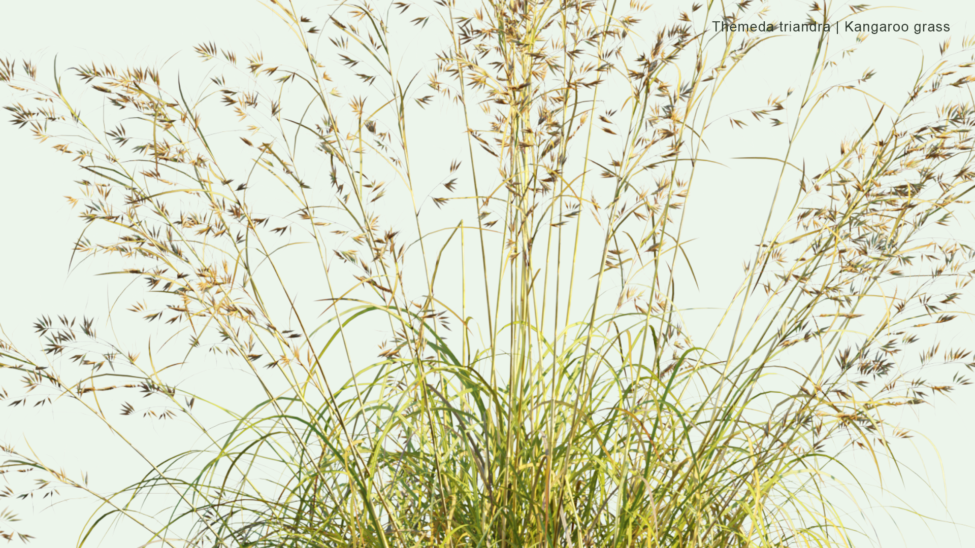 2D Themeda Triandra - Kangaroo Grass, Red Grass, Red Oat Grass, Rooigras