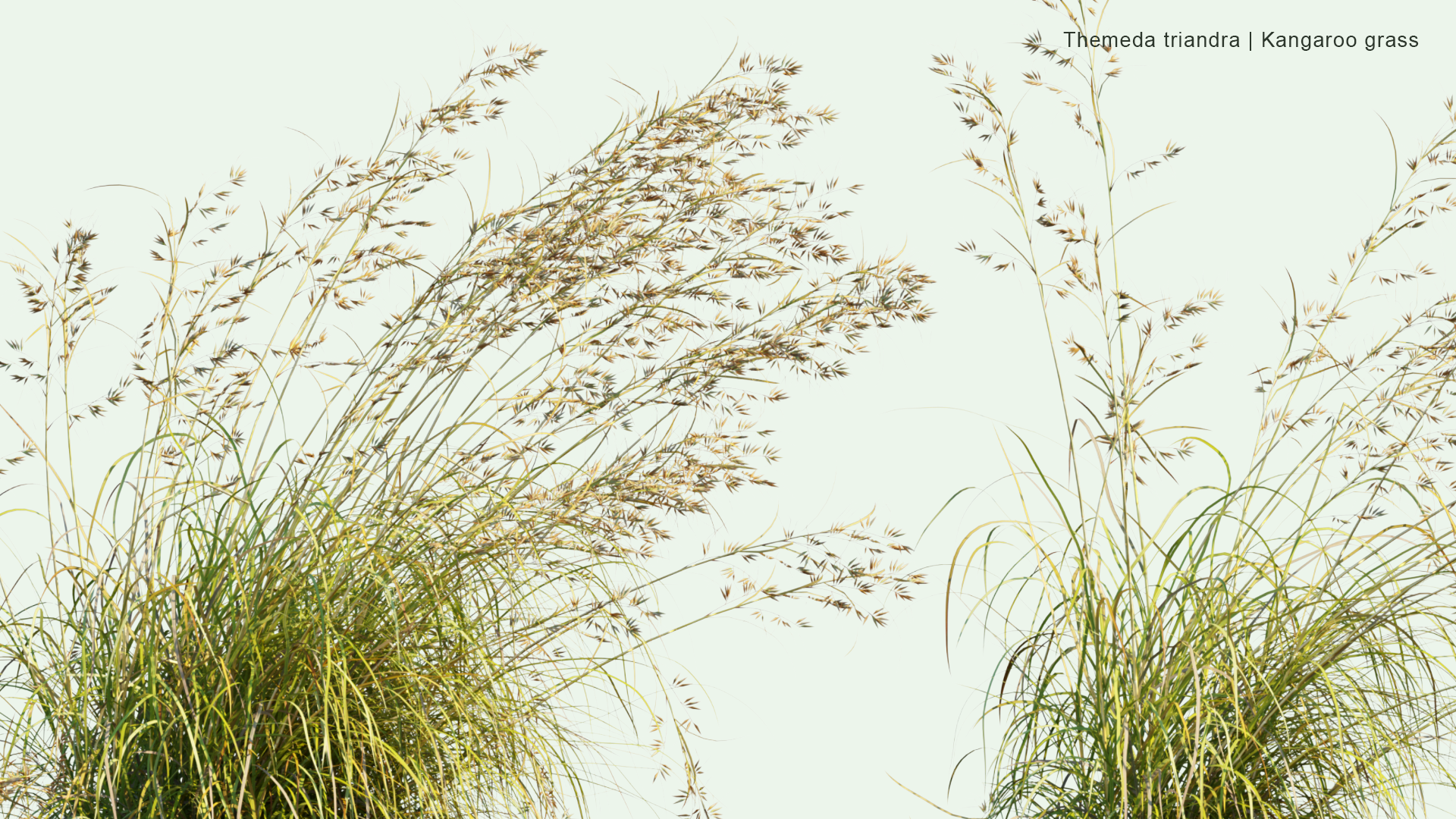 2D Themeda Triandra - Kangaroo Grass, Red Grass, Red Oat Grass, Rooigras