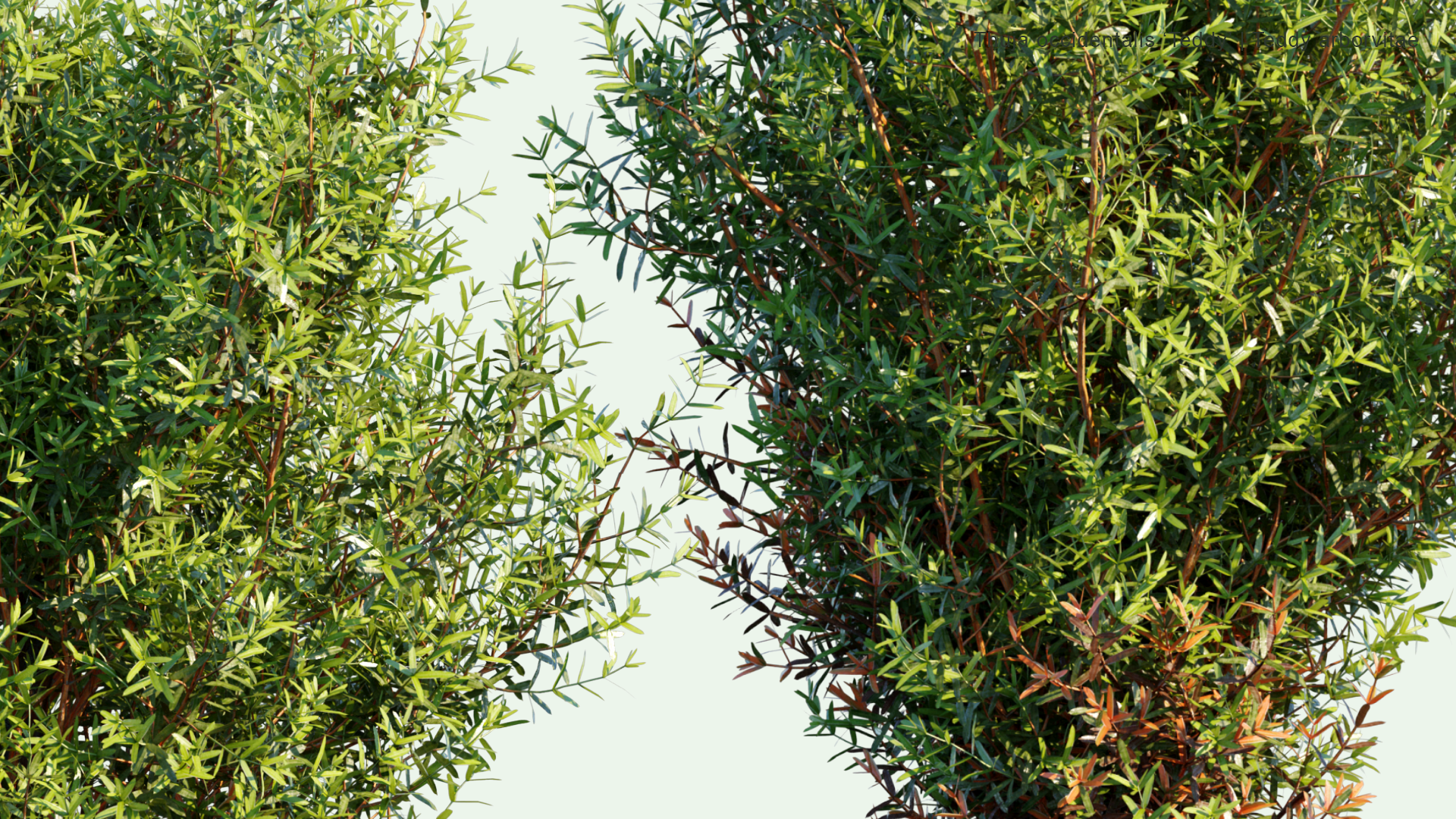 2D Thuja Occidentalis 'Teddy' - Teddy Arborvitae, American Arborvitae