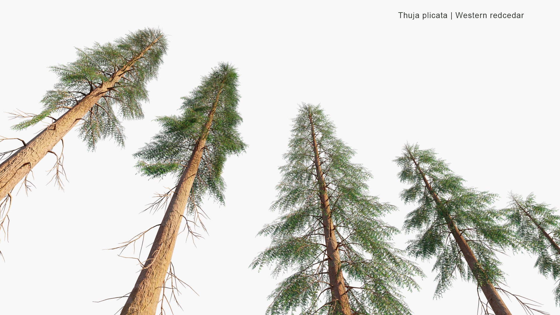 Low Poly Thuja Plicata - Western Redcedar, Pacific Red Cedar, Giant Arborvitae, Western Arborvitae, Just Cedar, Giant Cedar, Shinglewood (3D Model)