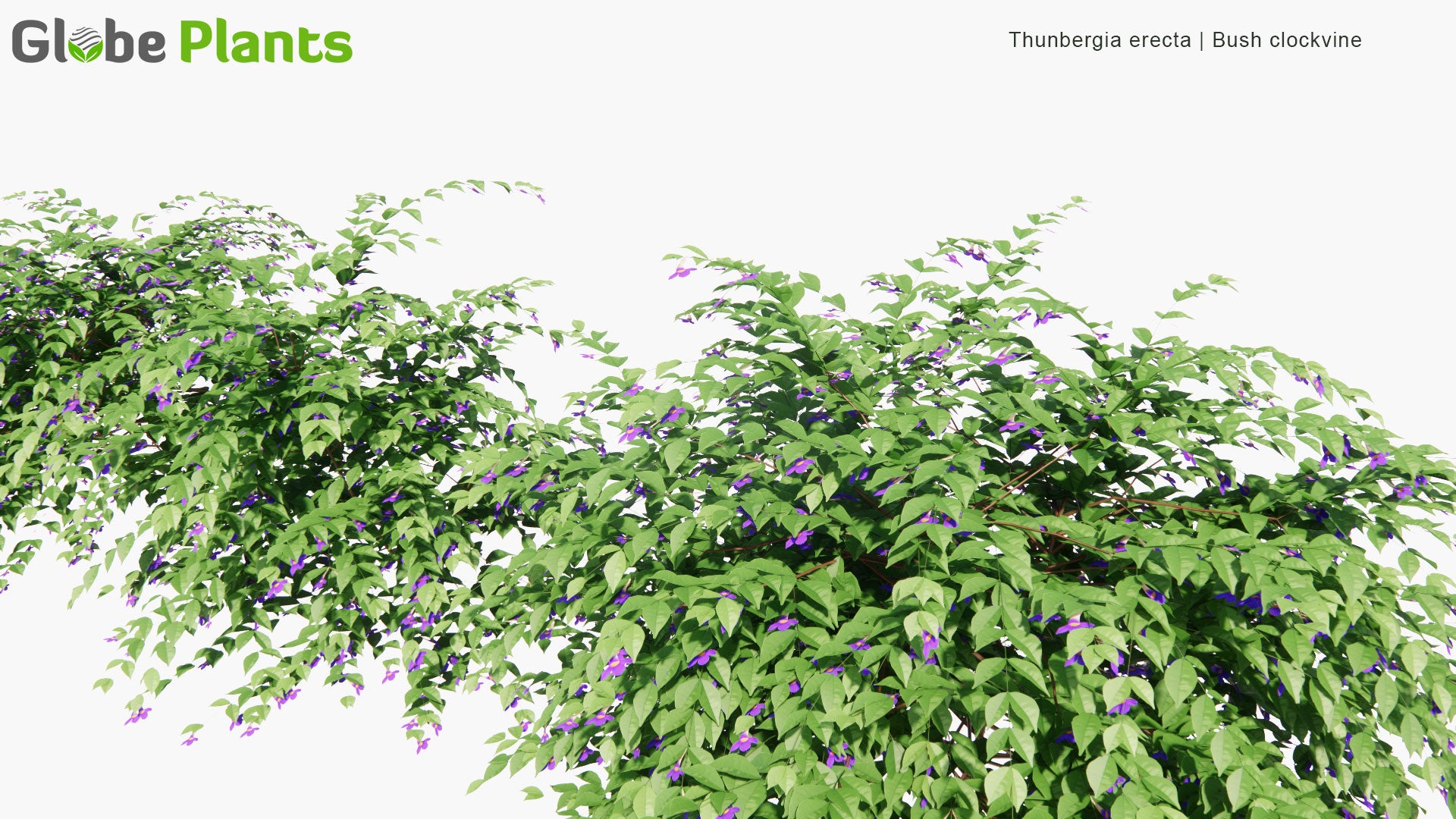 Low Poly Thunbergia Erecta - Bush Clockvine, King's-Mantle, Potato Bush (3D Model)
