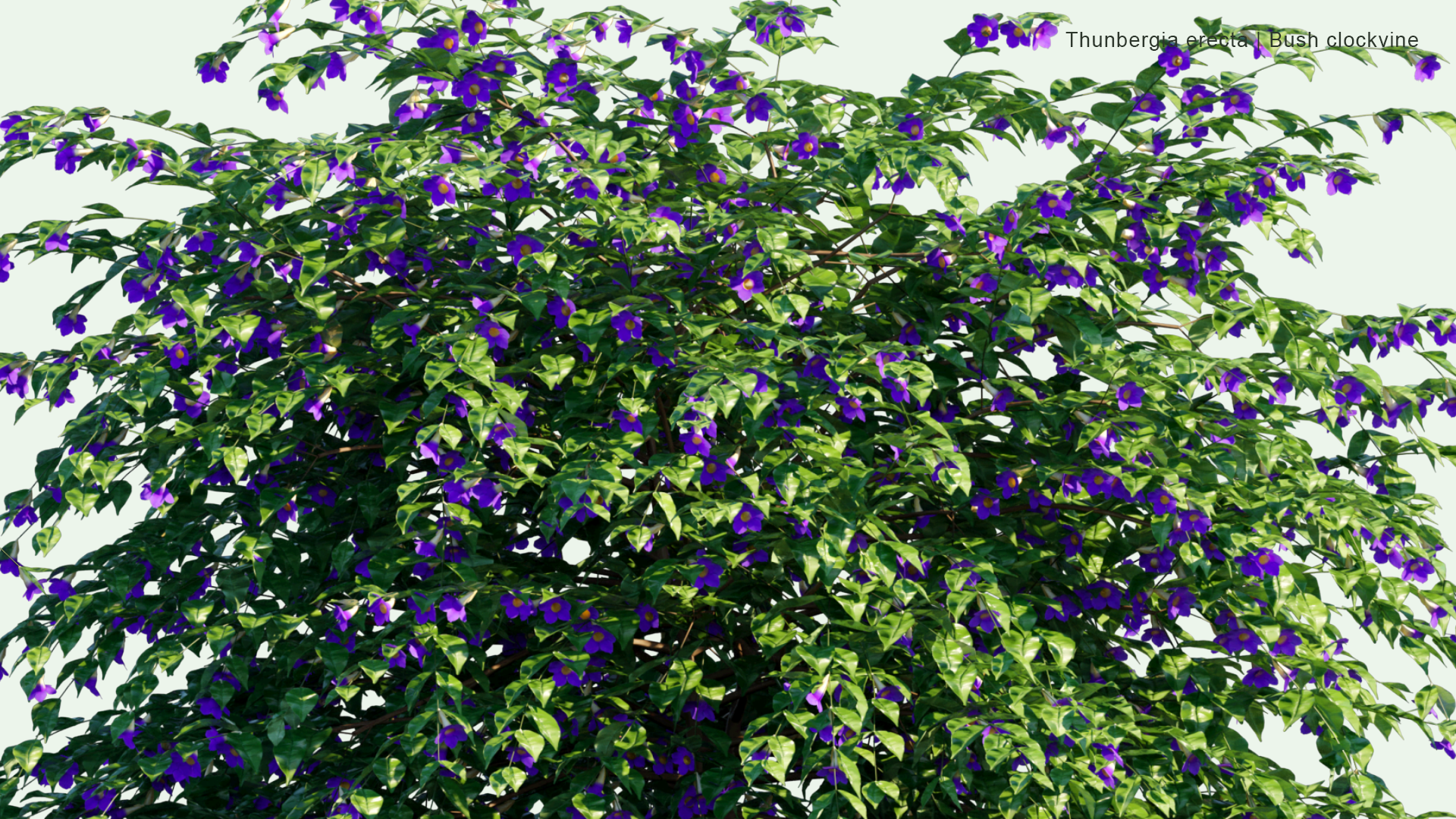 2D Thunbergia Erecta - Bush Clockvine, King's-mantle, Potato Bush