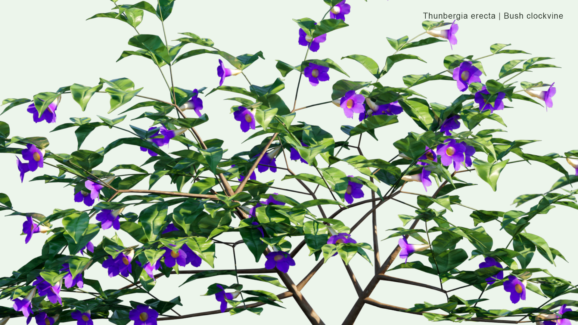 2D Thunbergia Erecta - Bush Clockvine, King's-mantle, Potato Bush