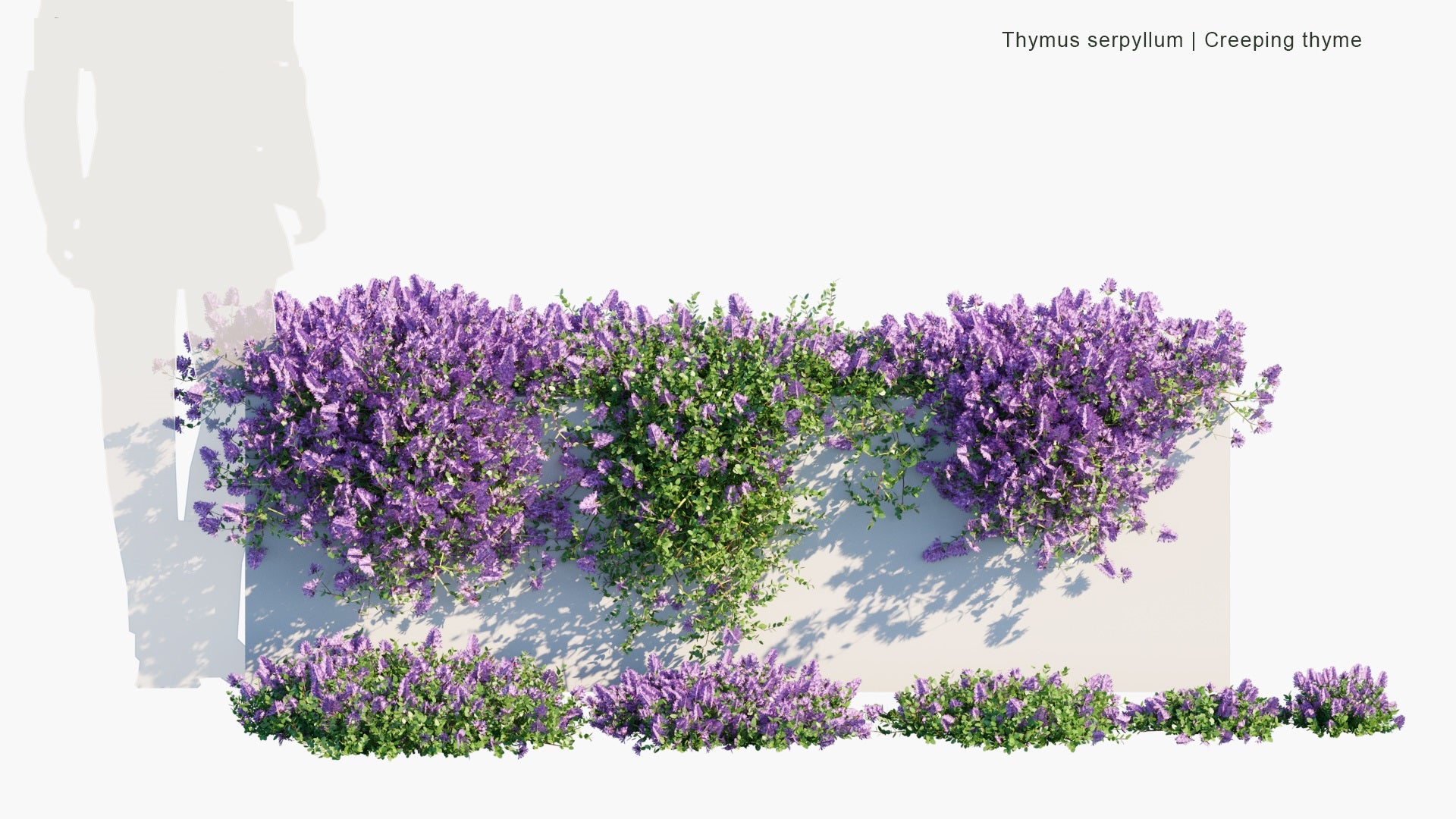 Low Poly Thymus Serpyllum - Breckland Thyme, Breckland Wild Thyme, Wild Thyme, Creeping Thyme, Elfin Thyme (3D Model)