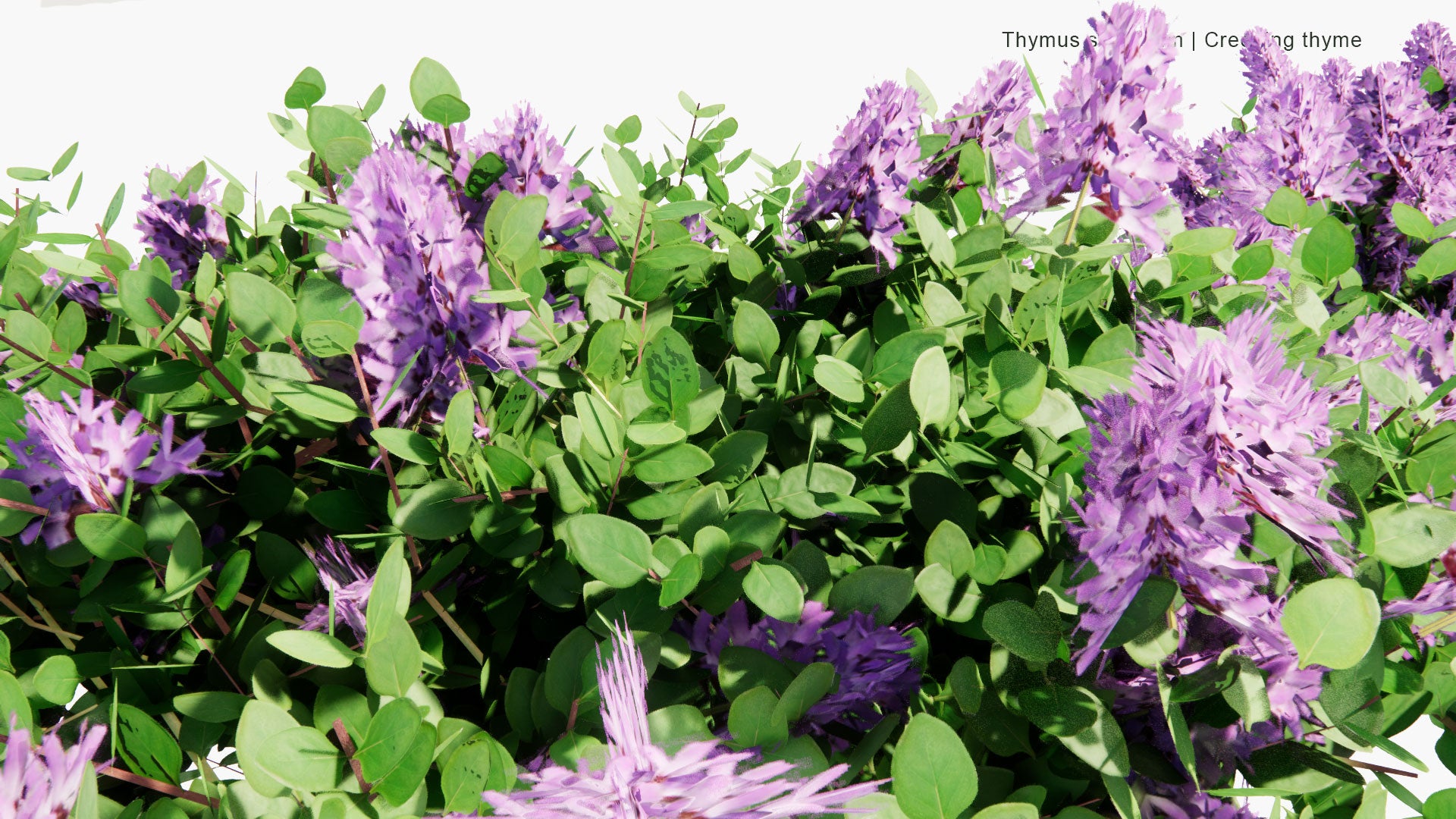 Low Poly Thymus Serpyllum - Breckland Thyme, Breckland Wild Thyme, Wild Thyme, Creeping Thyme, Elfin Thyme (3D Model)