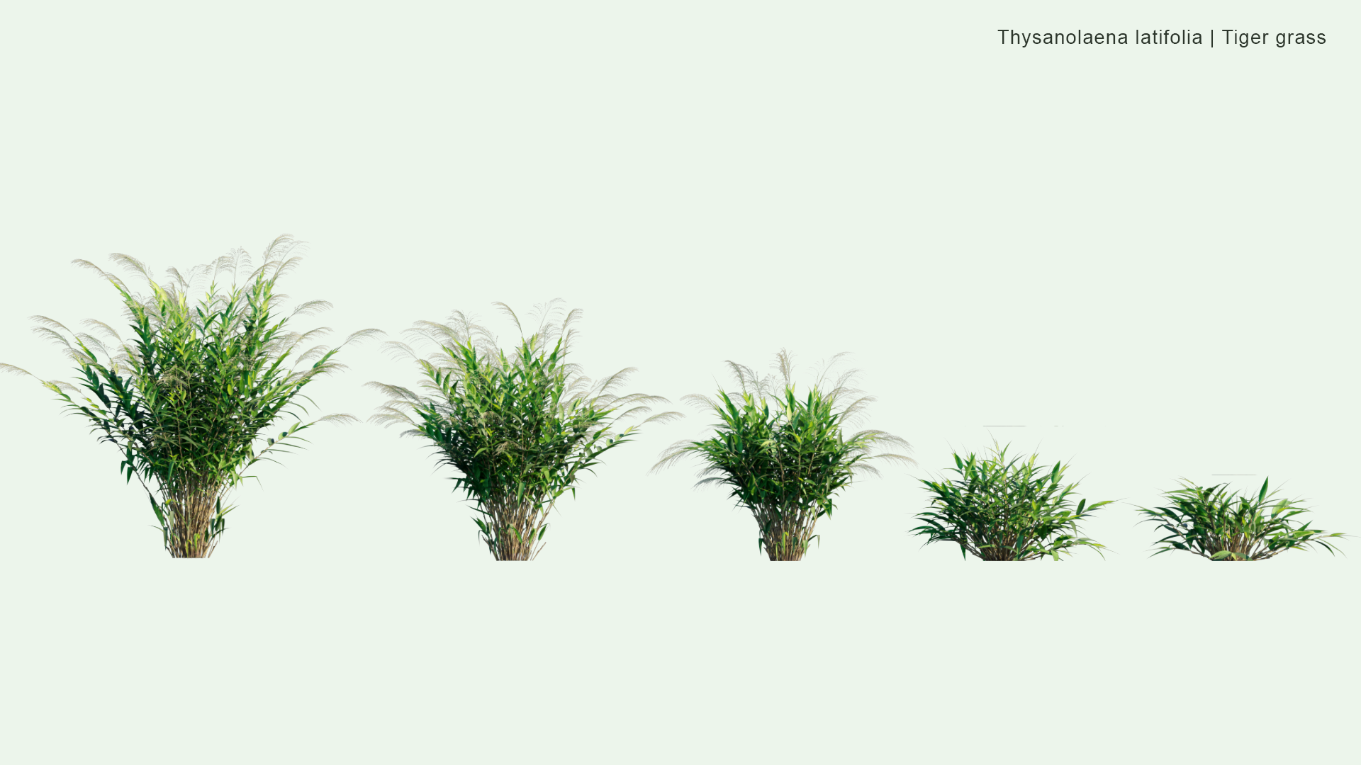 2D Thysanolaena Latifolia - Tiger Grass