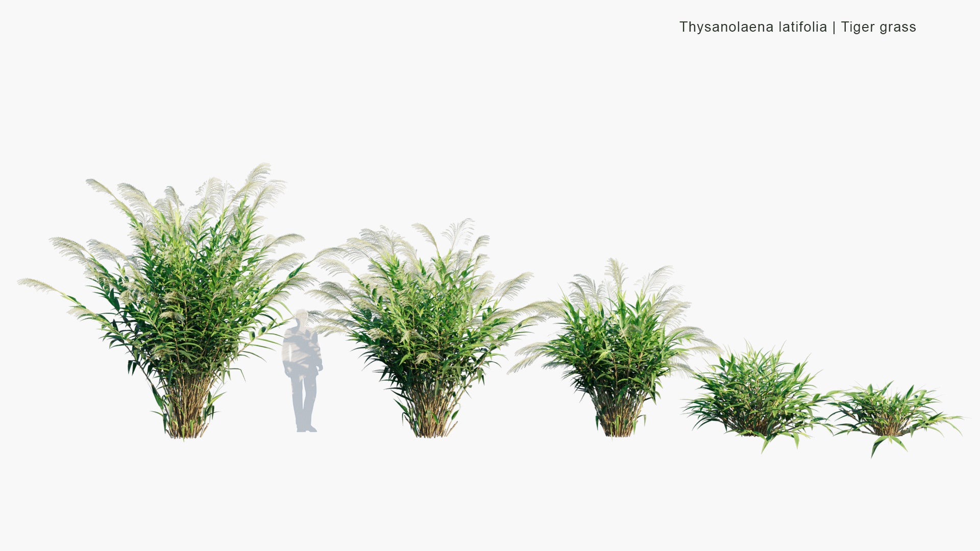 Low Poly Thysanolaena Latifolia - Tiger Grass (3D Model)