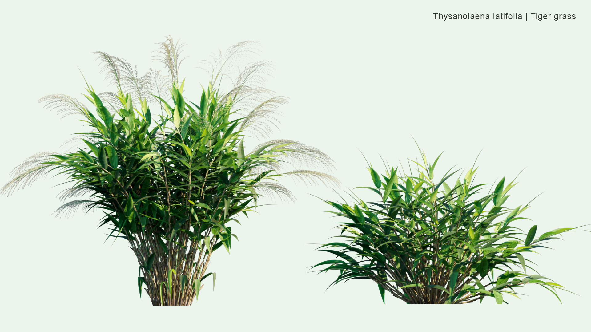 2D Thysanolaena Latifolia - Tiger Grass